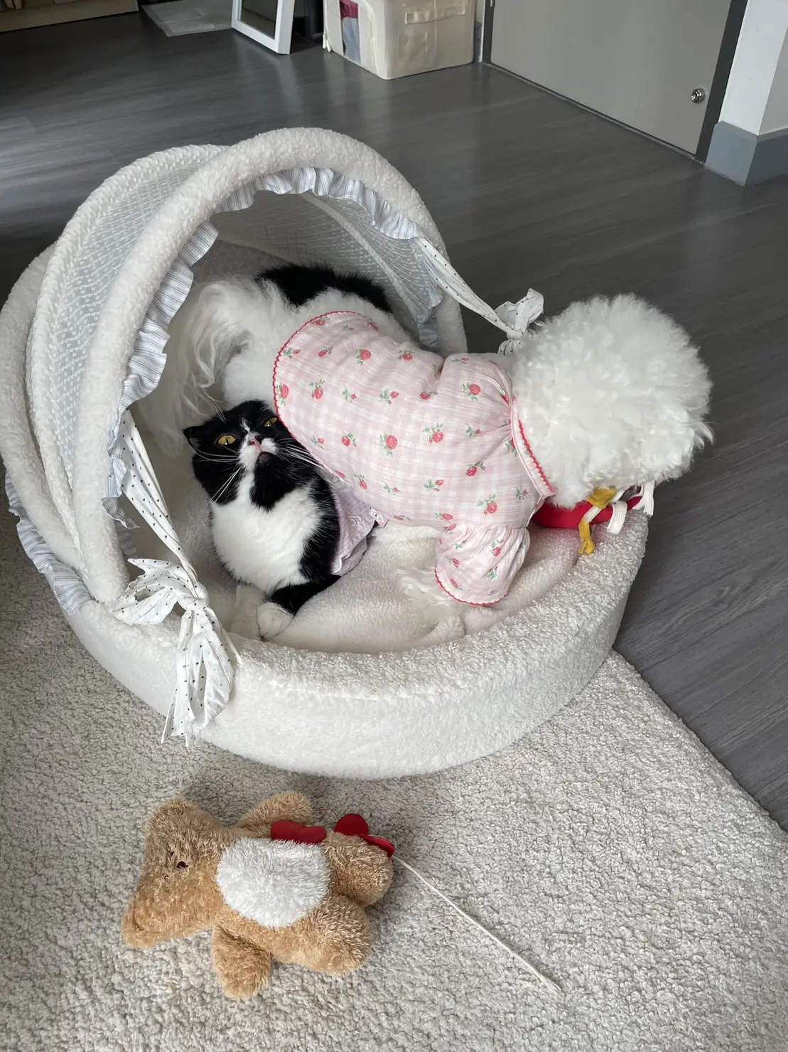 Review Of How Do Cats And Dogs Live Together Gallery Posted By review-of-how-do-cats-and-dogs-live-together-gallery-posted-by