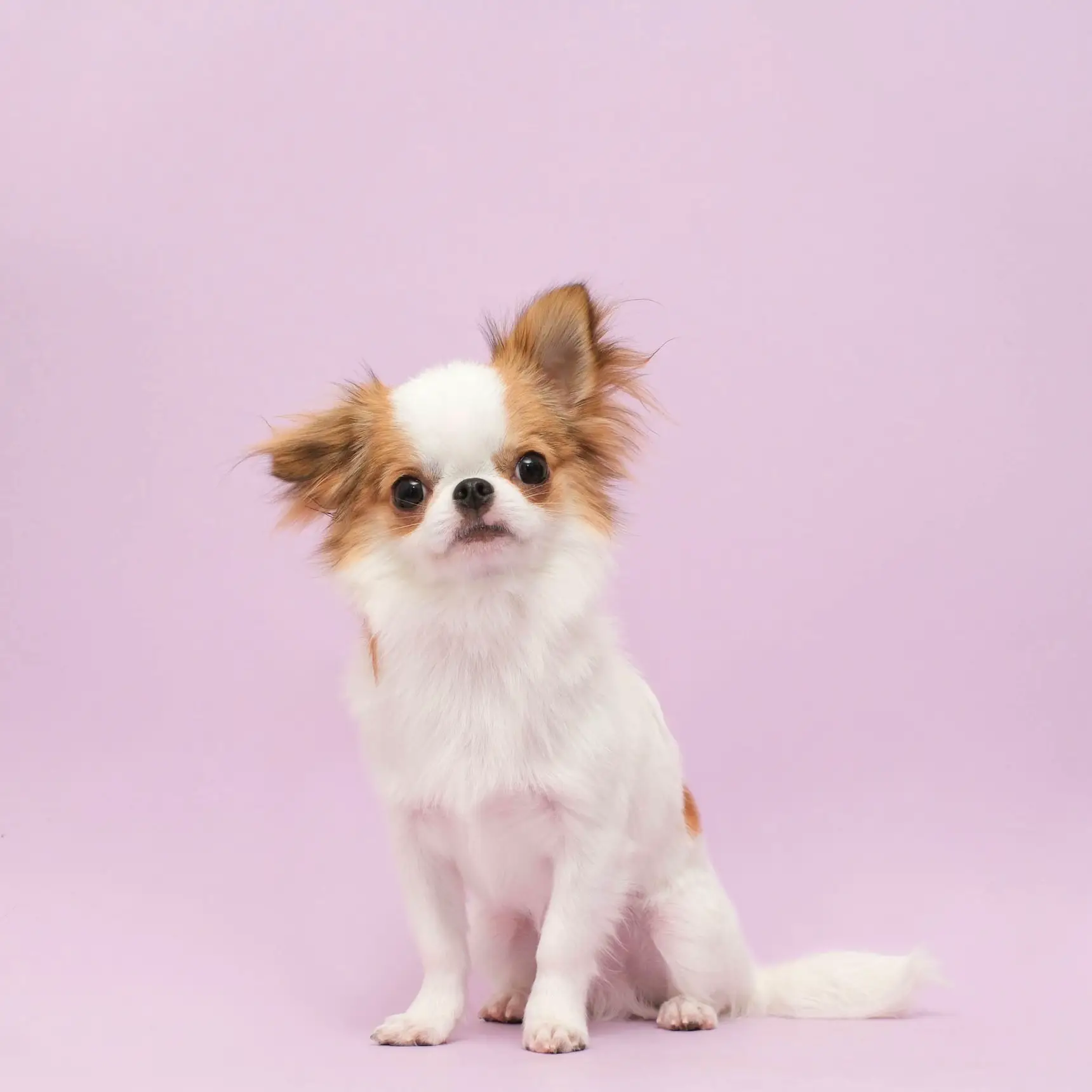 Olive Dog Grooming🐶 แกลเลอรีที่โพสต์โดย แก๊งสี่กุมาร 🐶 Lemon8