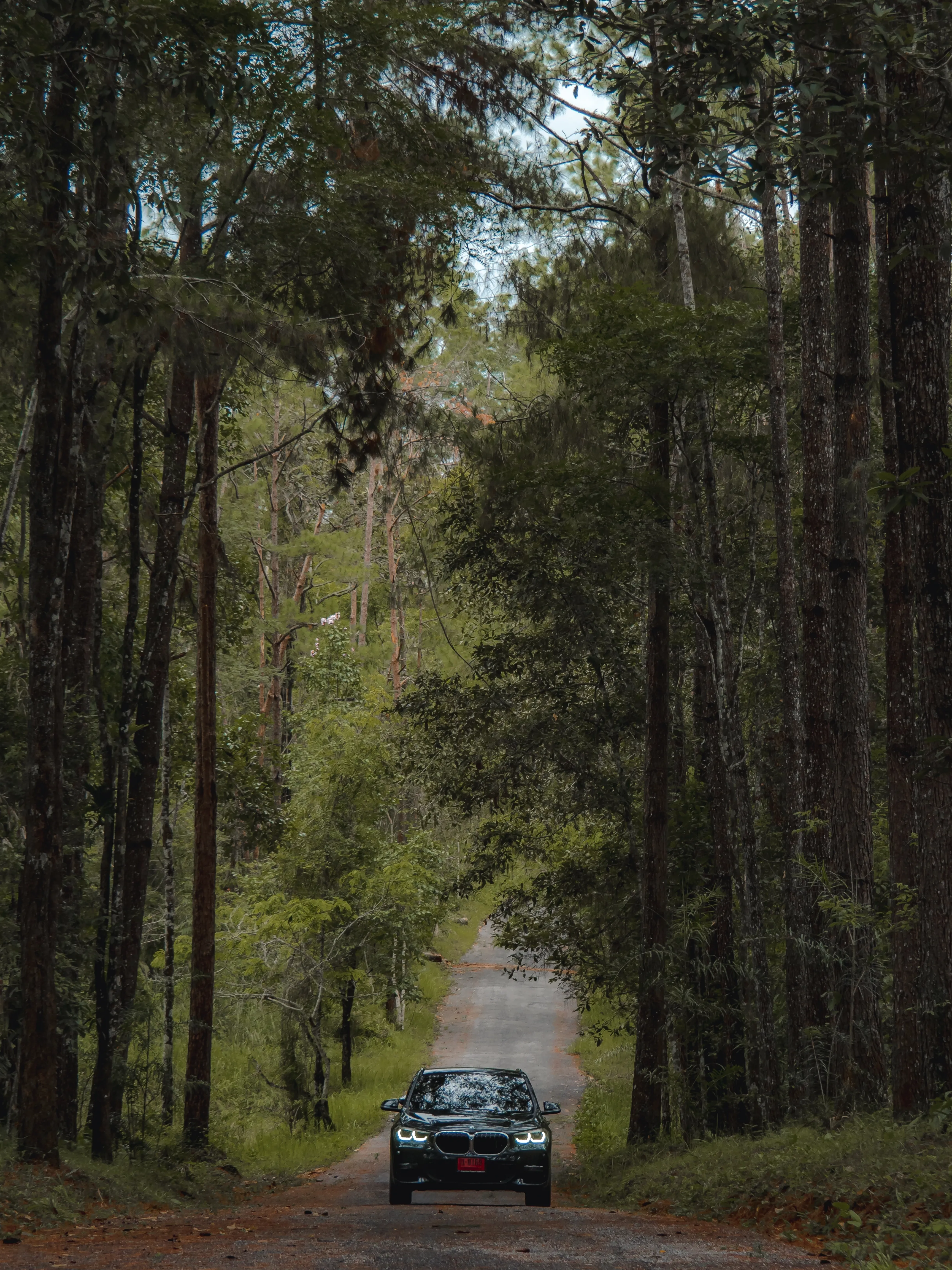 CHAIYAPHUM : พิกัดถ่ายรูปกลางป่าสน 🌲🍃🌲 | แกลเลอรีที่โพสต์โดย ค น ห ล ง ...