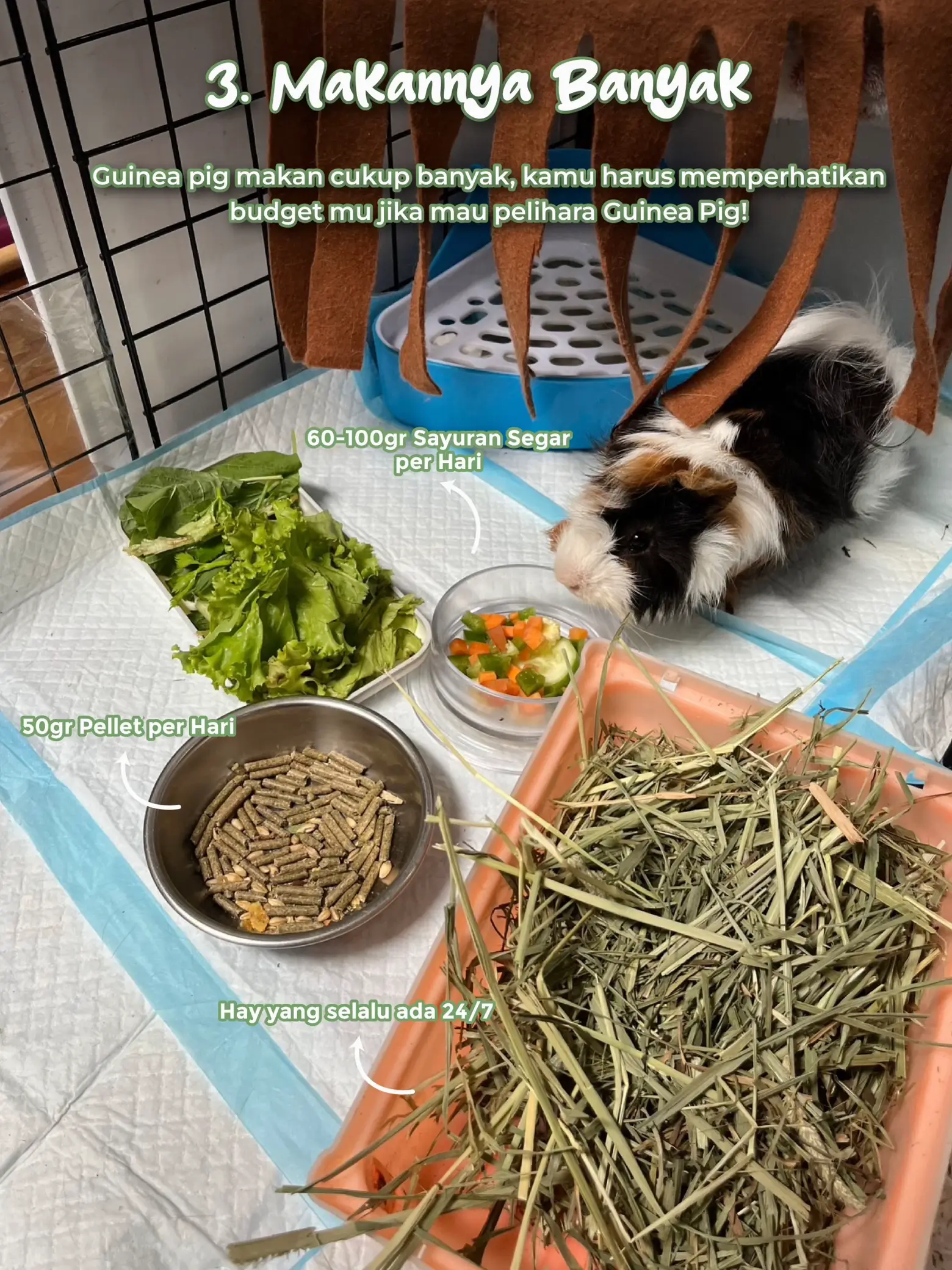 Makanan guinea pig best sale