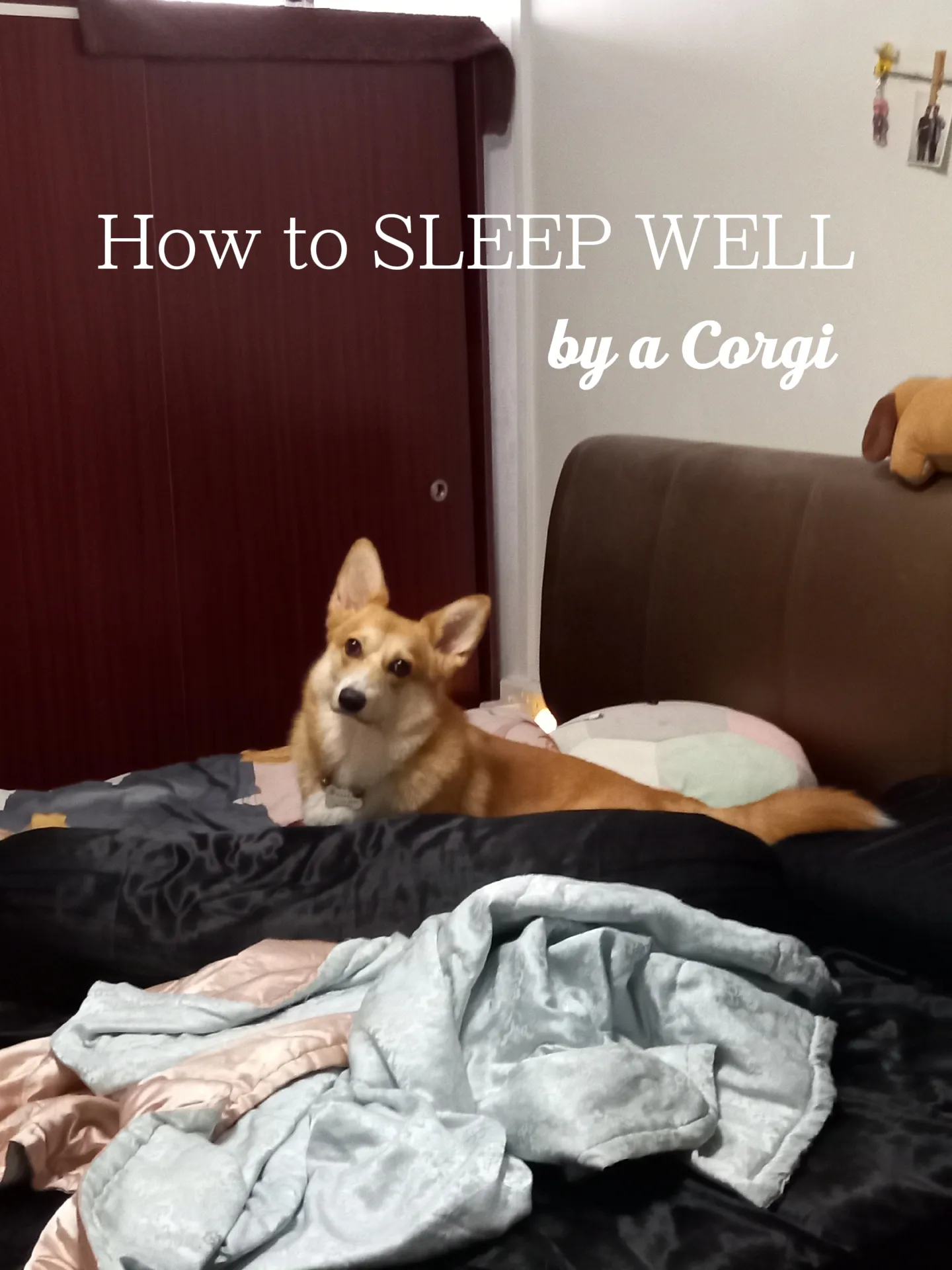SLEEP WITH ME - 1 HOUR CORGI DOG SNORING ASMR VIDEO 
