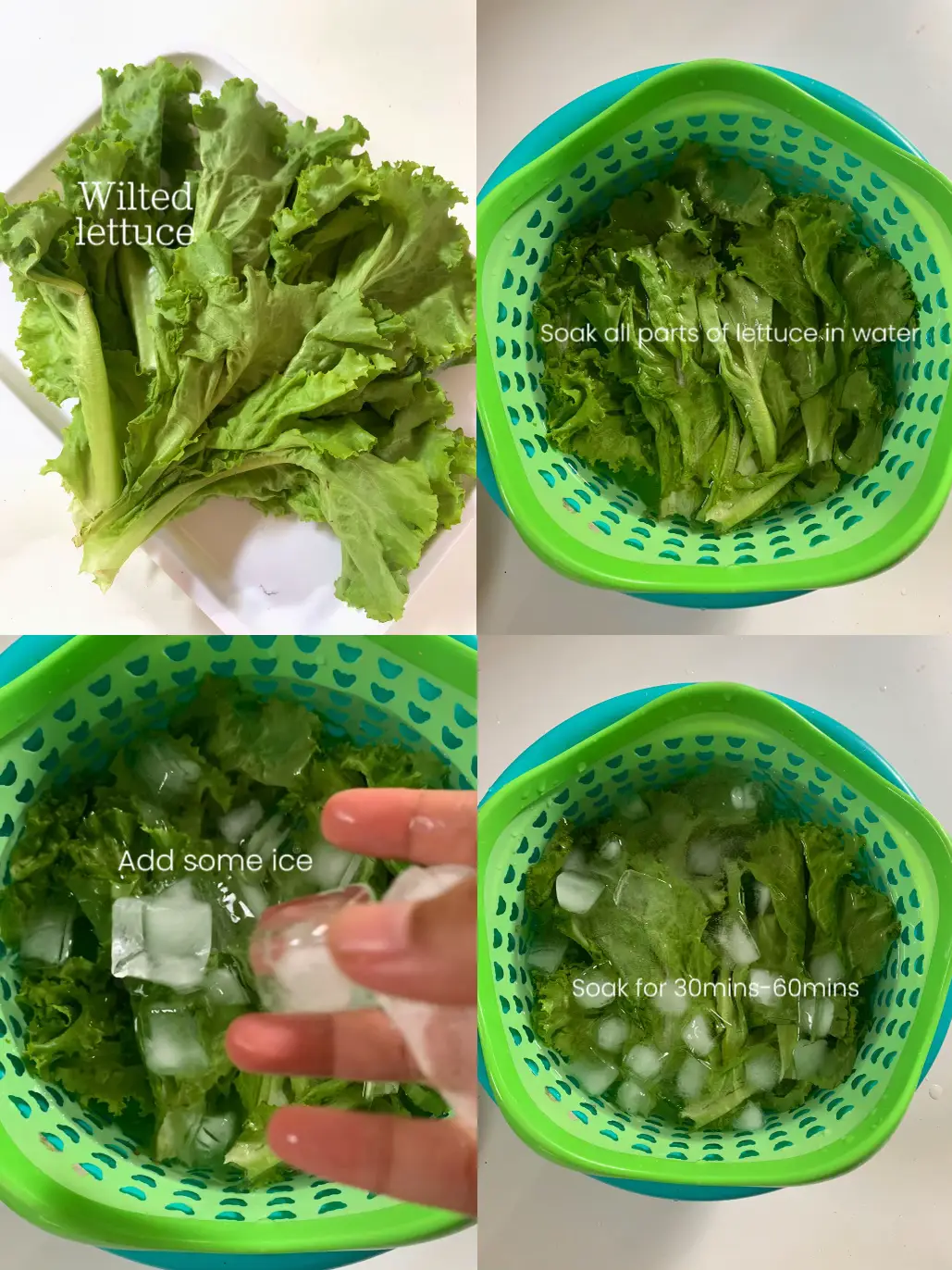 LIFE HACK HOW TO REVIVE WILTED LETTUCE 🥬 juli ssが投稿したフォトブック Lemon8