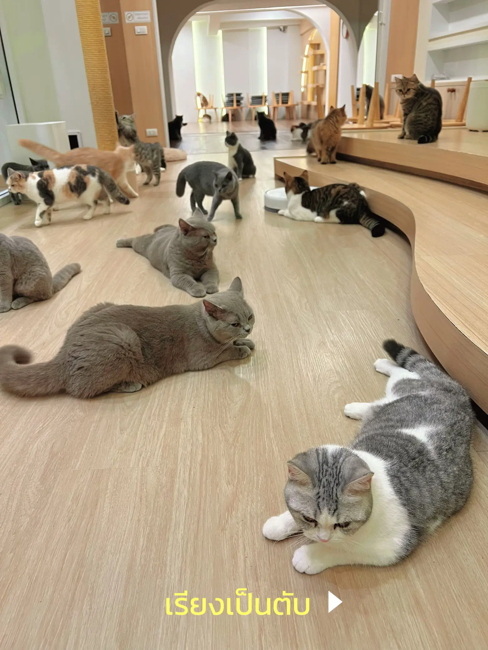 Take to the cafe where the most cats in some hundred thousand 🐈, MALI CAT  CAFE🥤, Gallery posted by เที่ยวTRIP🛩️