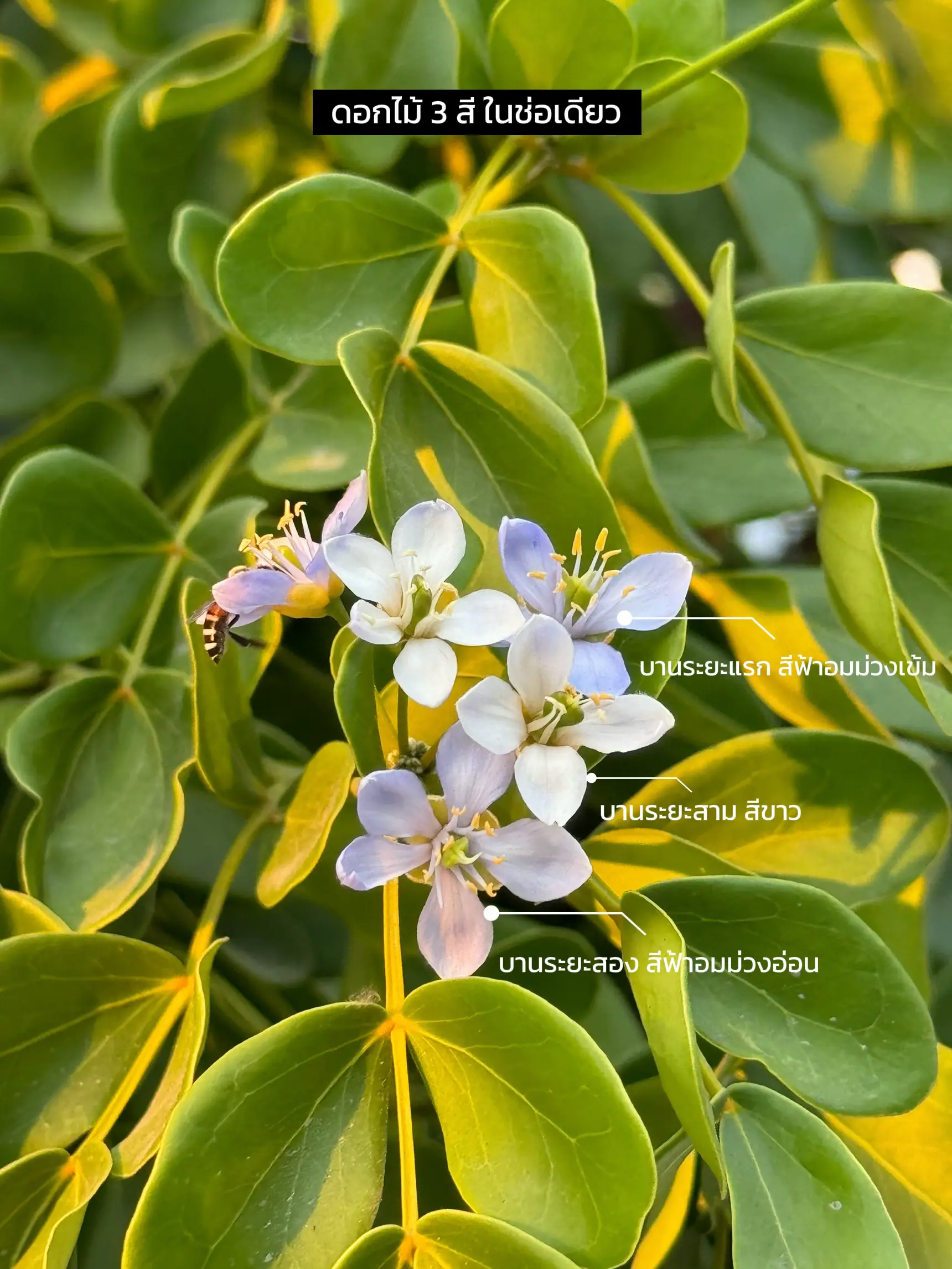 อวด “ดอกแก้วเจ้าจอม” ดอกไม้ 3 สี ในช่อเดียว | แกลเลอรีที่โพสต์โดย Snow ...