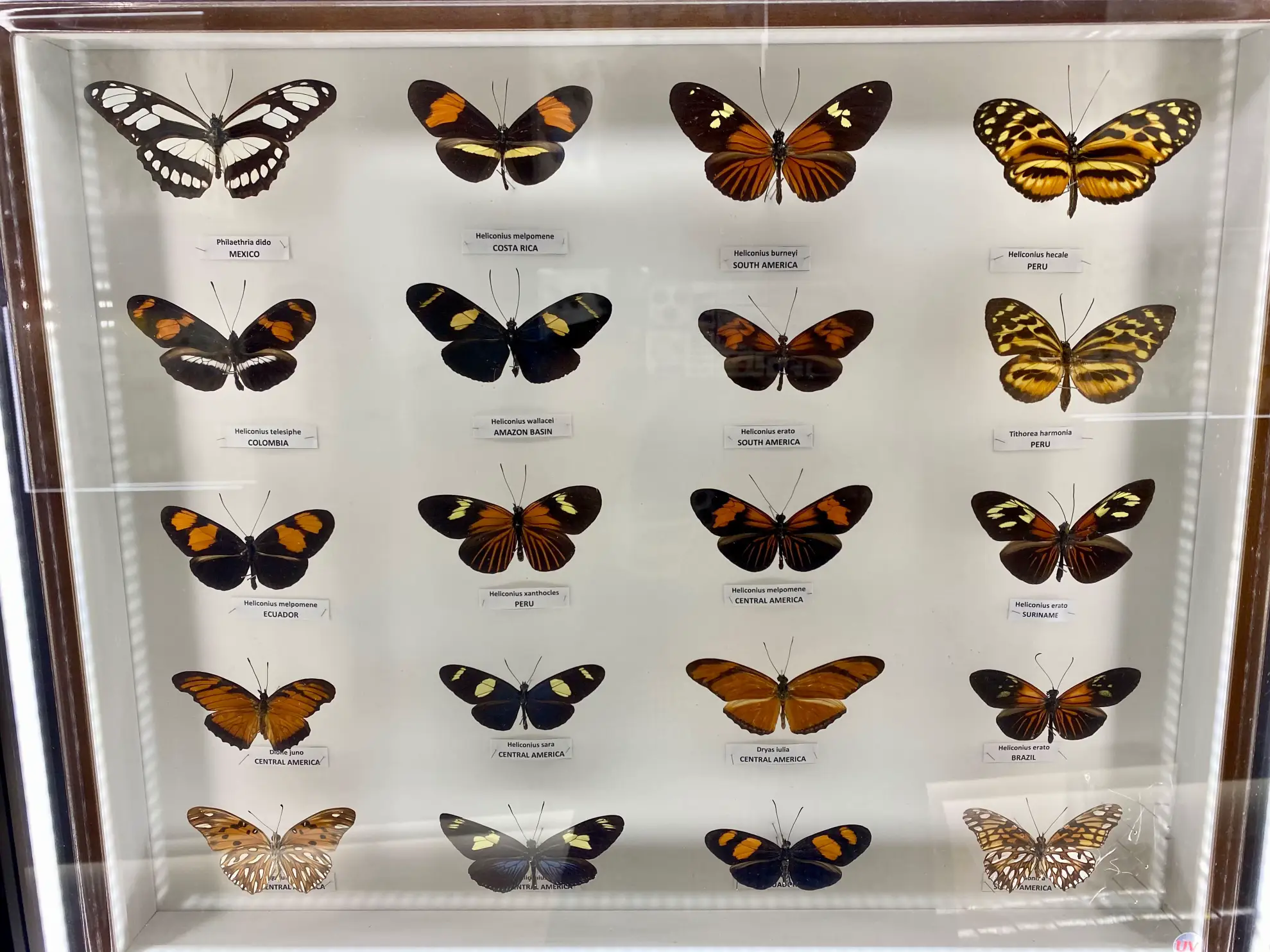 Entopia by Penang Butterfly Farm 🦋 | แกลเลอรีที่โพสต์โดย Panzai | Lemon8