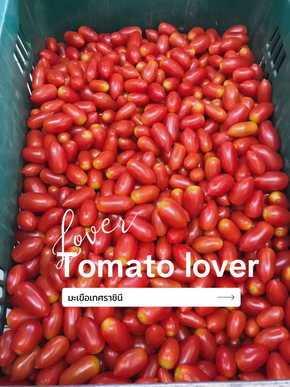 tomato-lover