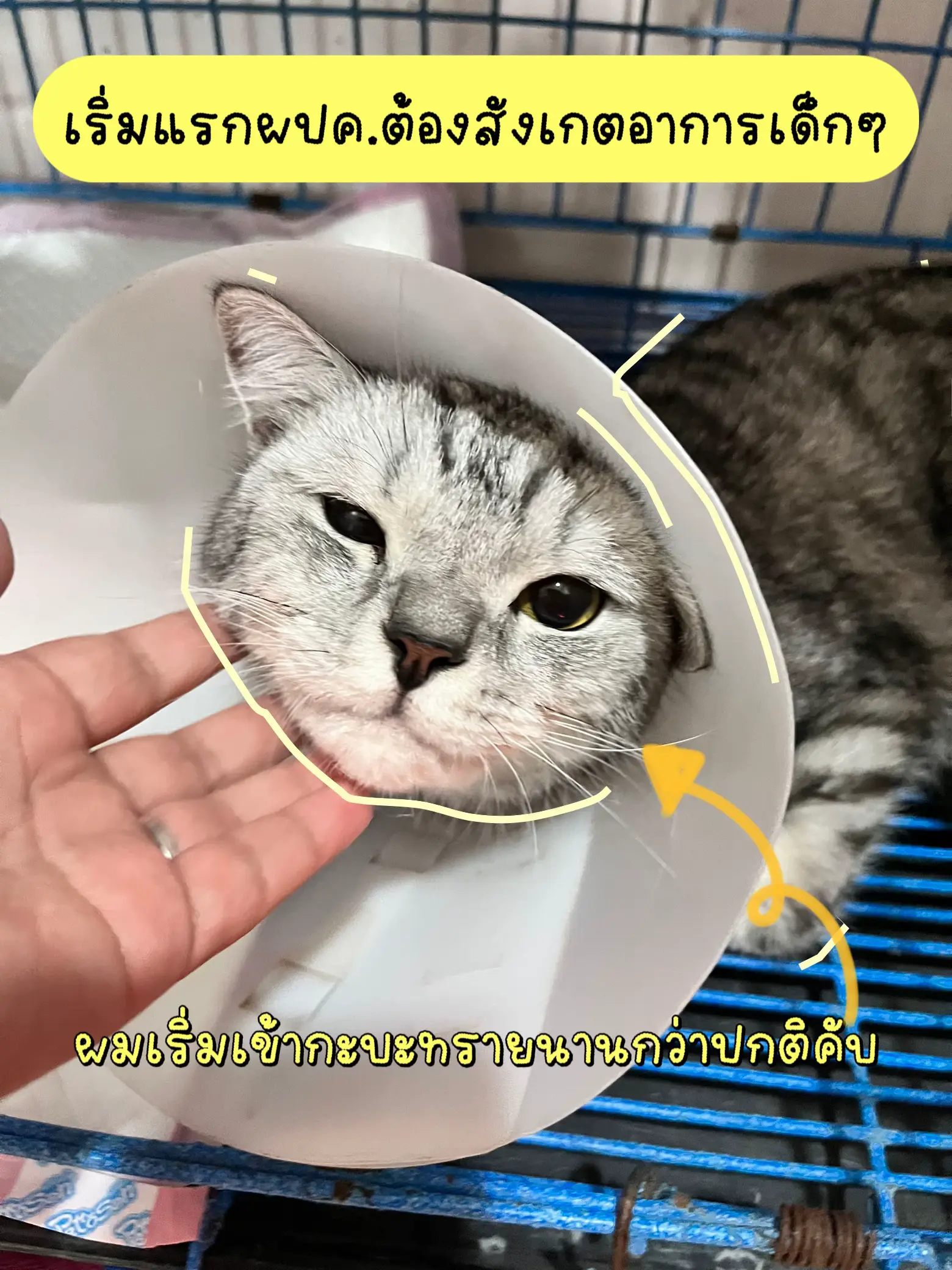 猫は胆石です、どうすればいいですか?🐈⚠️ | catstergang🐈✨が投稿