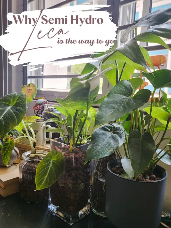 The pros and cons of growing indoor plants in LECA - ABC Everyday