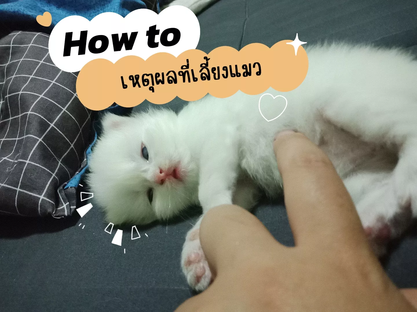 How to เหตุผลที่เลี้ยงแมว | แกลเลอรีที่โพสต์โดย แมว ซุ้ม น้ำ | Lemon8