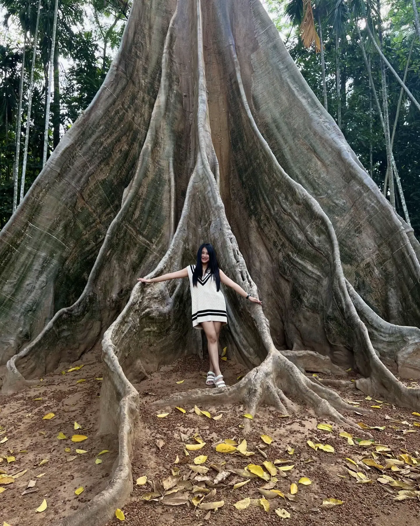 樹齢500年の巨大な木、ウタタニモン。 🌳 | Giftmaya ⚡️が投稿したフォトブック | Lemon8