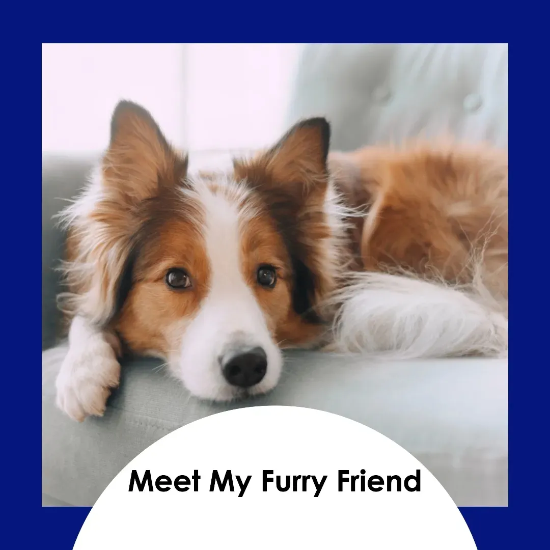 Lassie Collie – Big Furry Friends