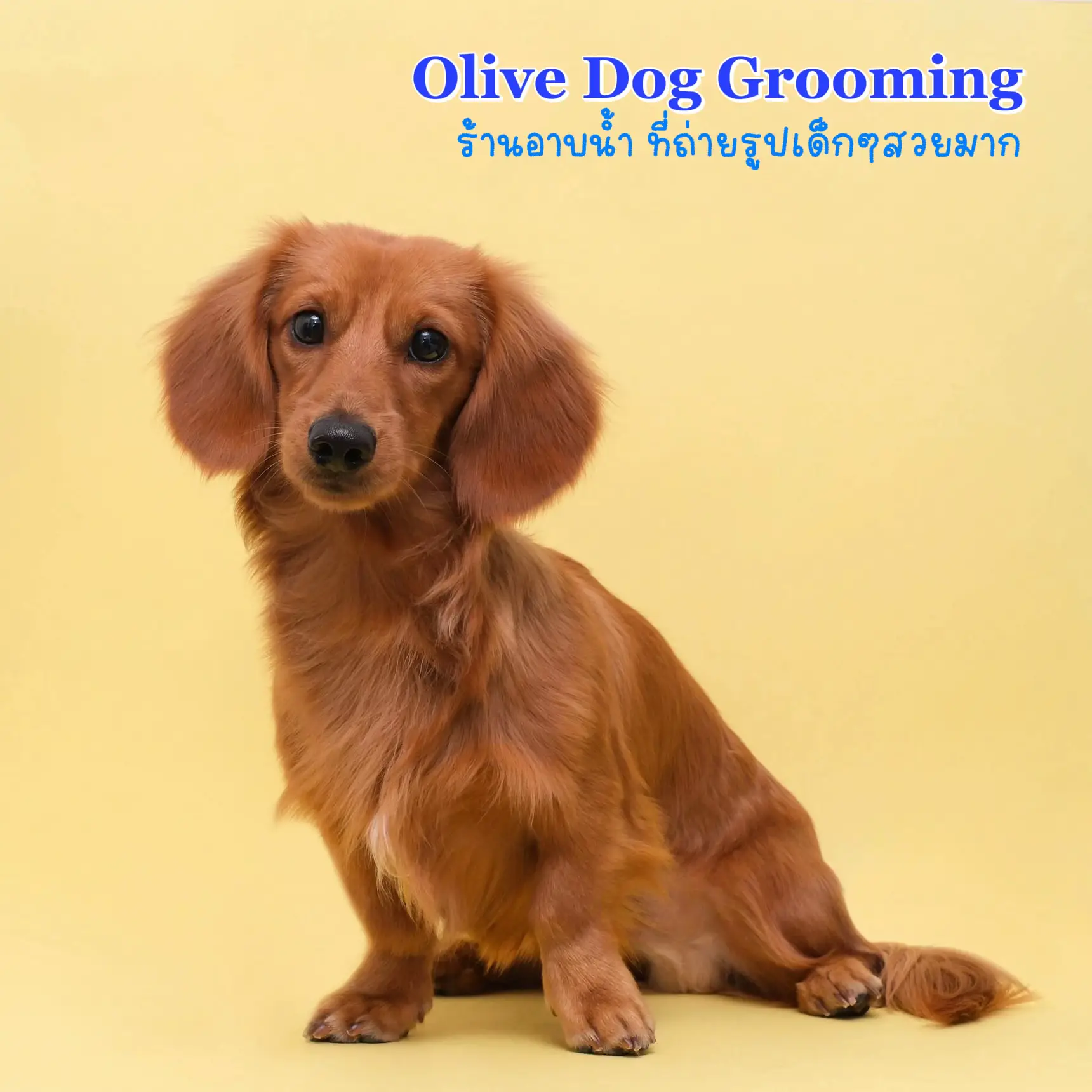 Olive Dog Grooming🐶 แกลเลอรีที่โพสต์โดย แก๊งสี่กุมาร 🐶 Lemon8