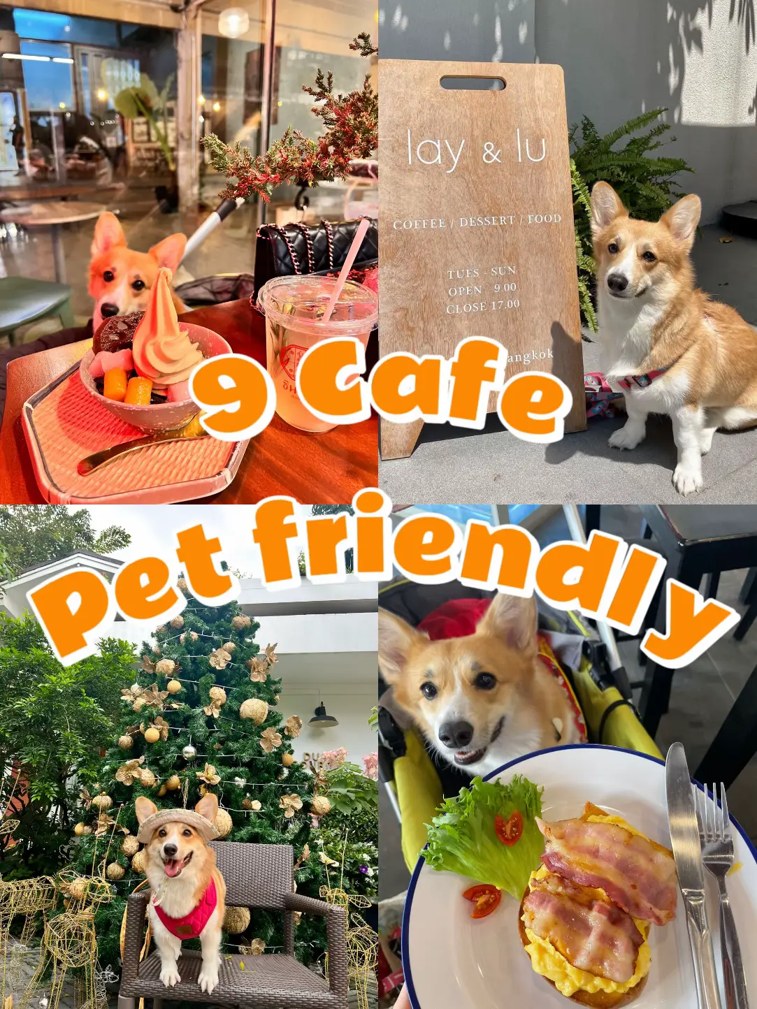 9 ร้าน PET FRIENDLY ในกรุงเทพฯ | แกลเลอรีที่โพสต์โดย ด.ญ.Brownie | Lemon8