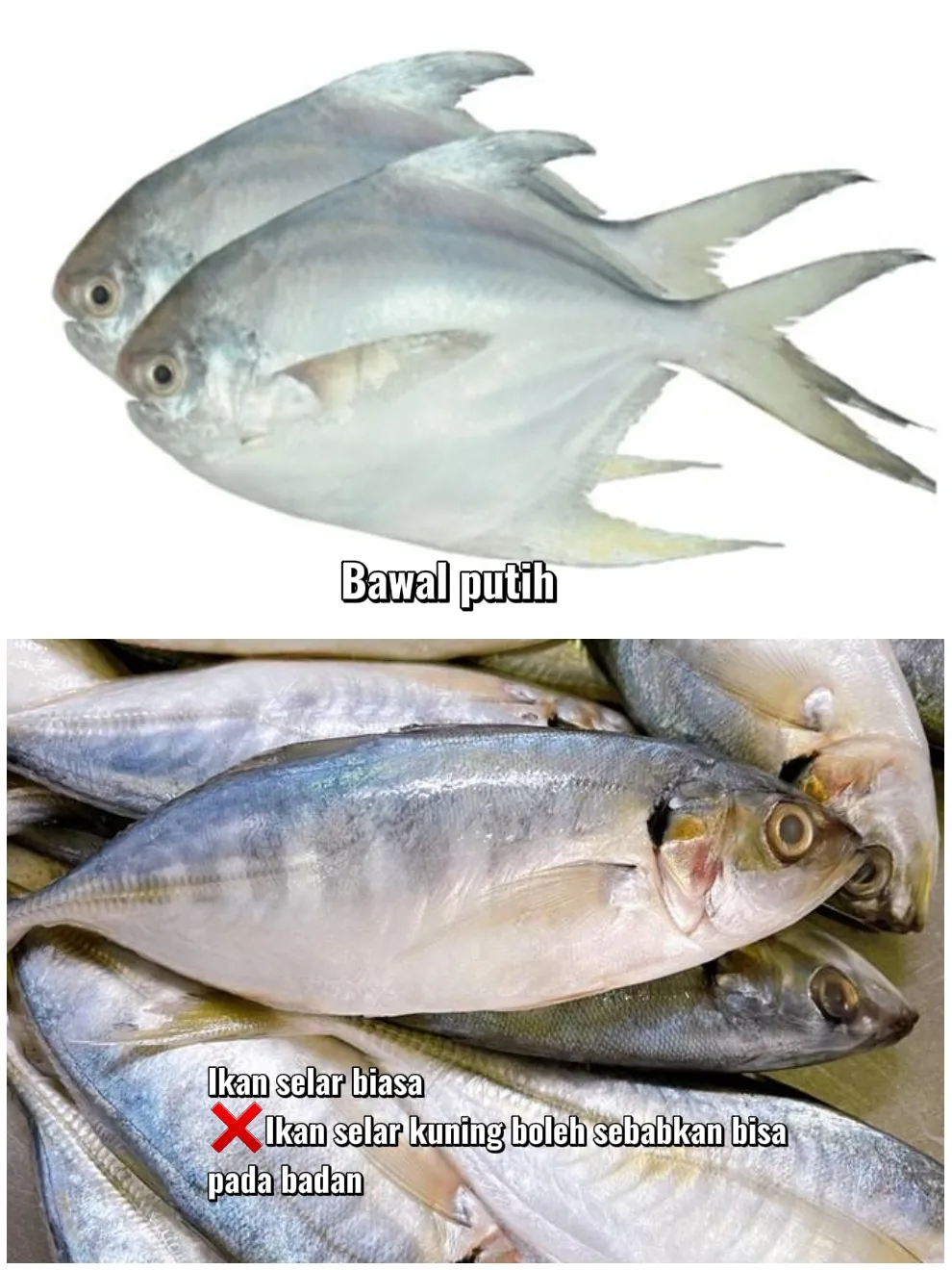 habis dari perangkap Alhamdulillah dapat ikan putih atau ikan mubara b