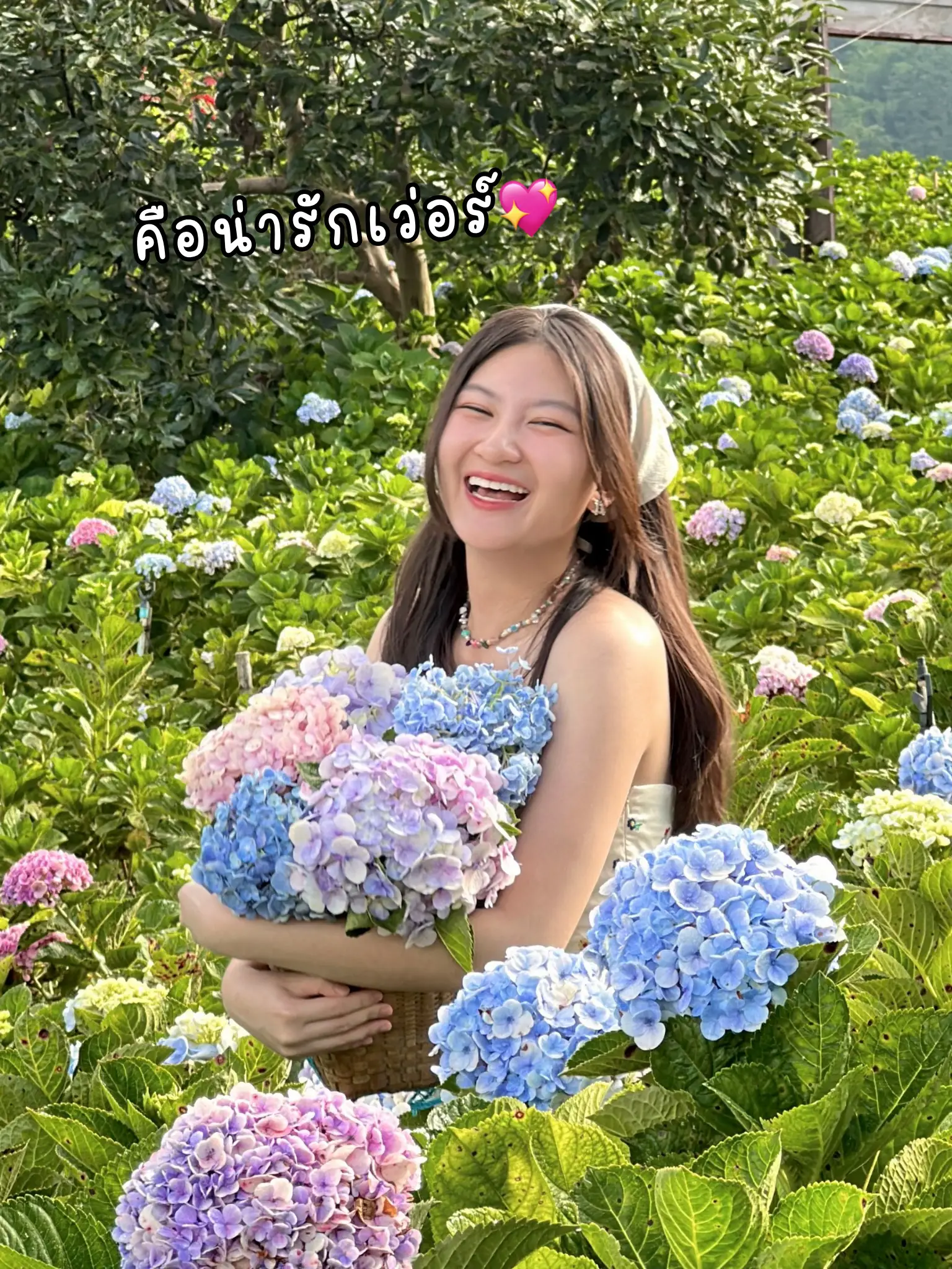 กู๋เนียร์ไฮเดรนเยีย ม่อนแจ่ม เชียงใหม่🌸 | แกลเลอรีที่โพสต์โดย saavee ...