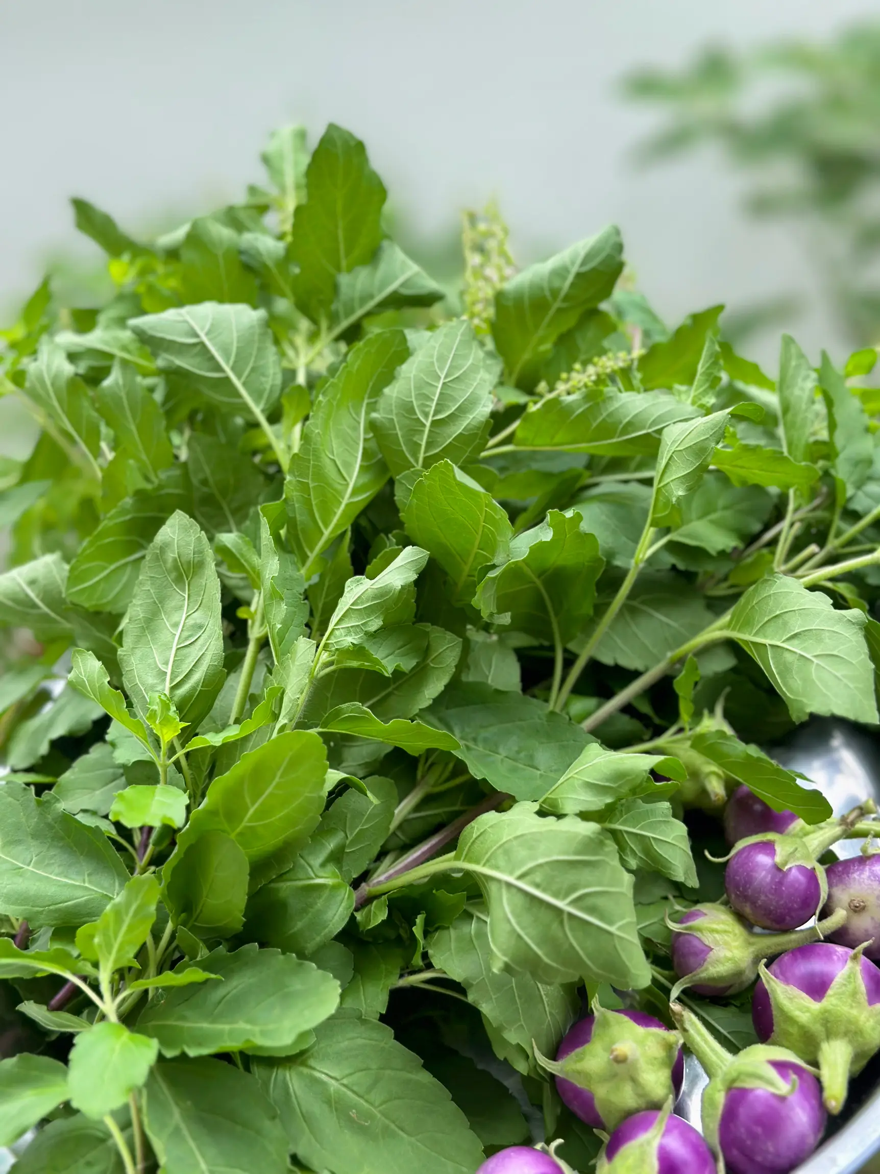 Australian Ridge Neck Texture Organic Basil Leaf Stir (Home Grown) 😅 ...