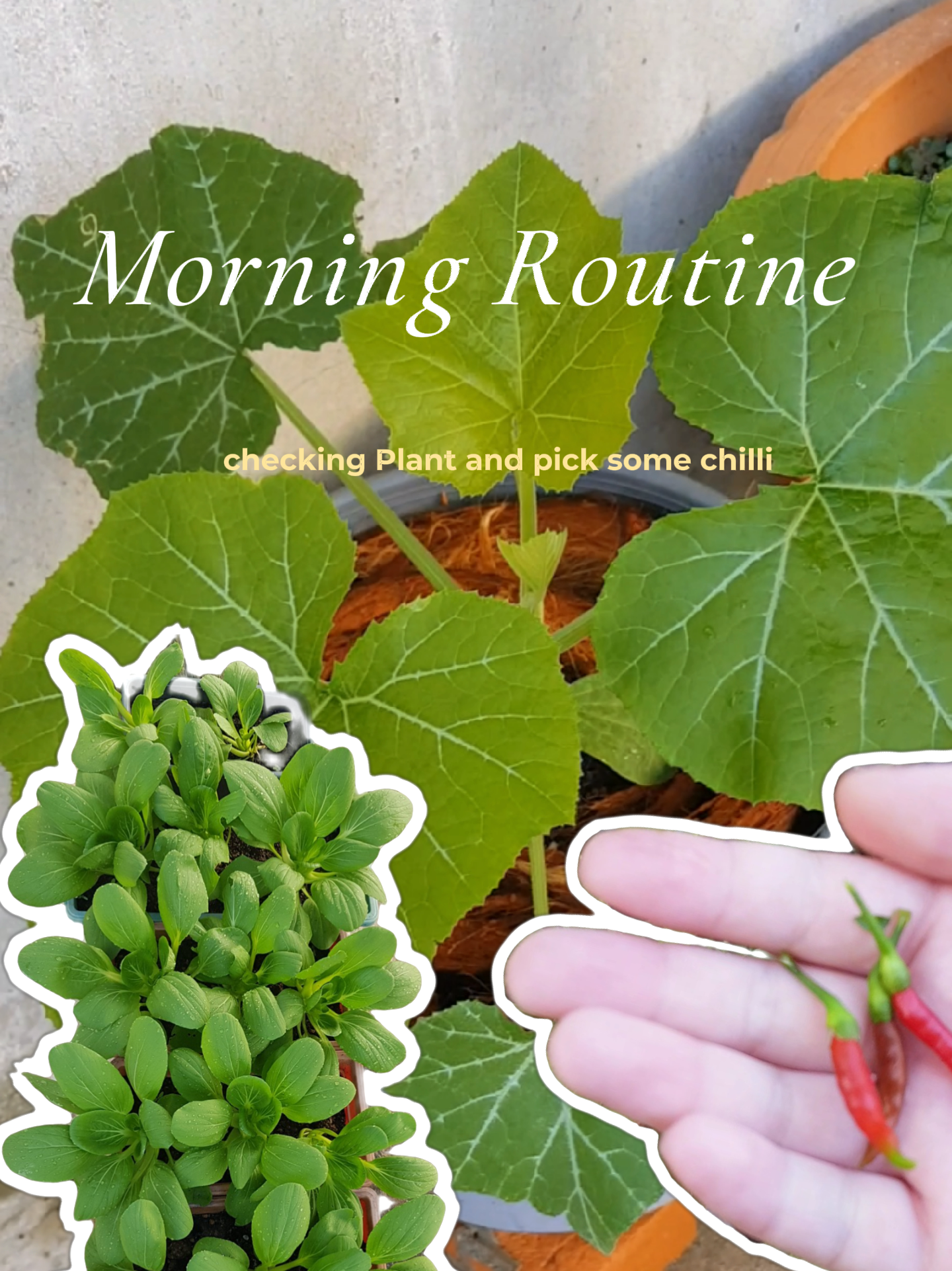 Morning Routine to check on plants | Video diterbitkan oleh Rachael ...