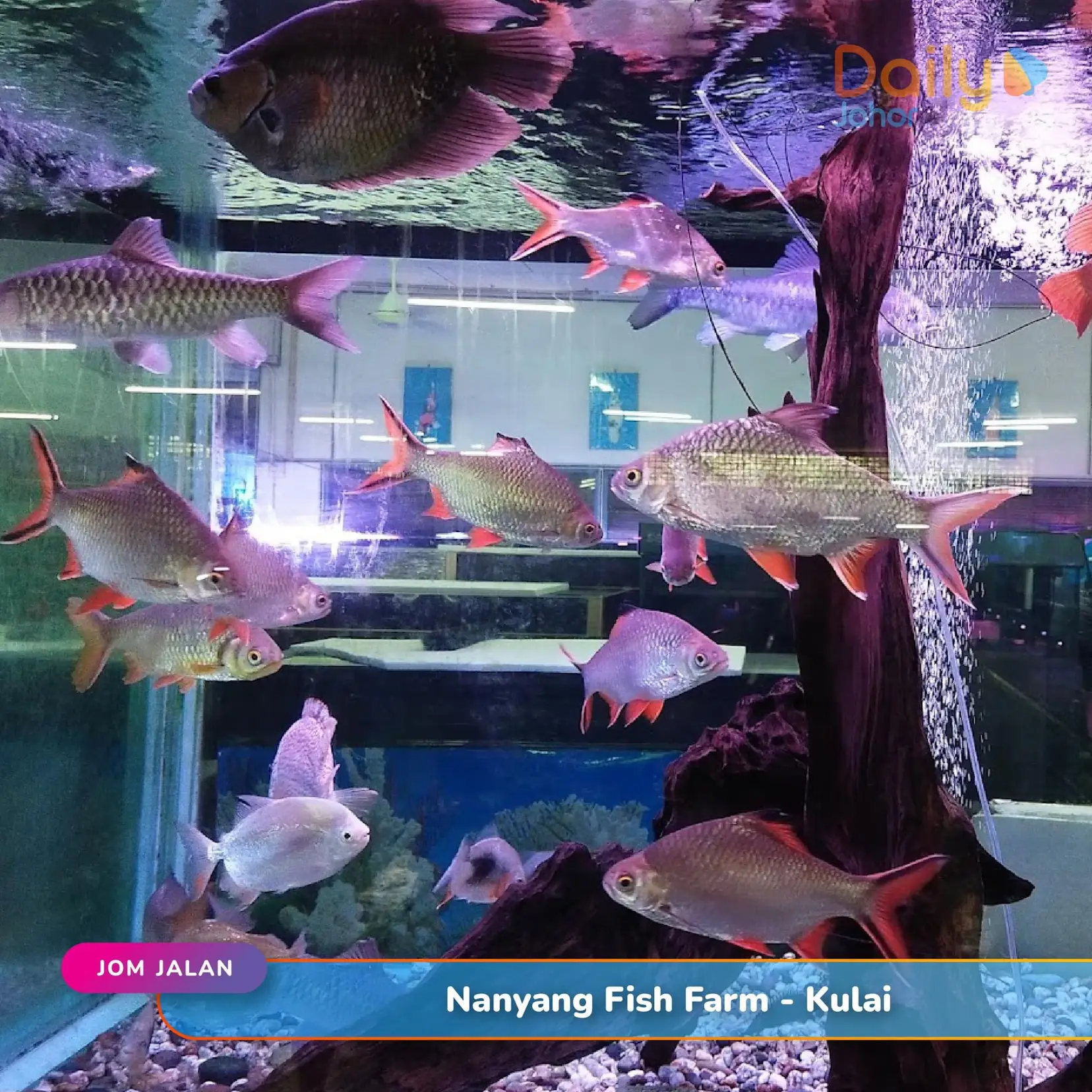 📍Nanyang Fish Farm, Kulai Galeri diposting oleh Daily Johor Lemon8