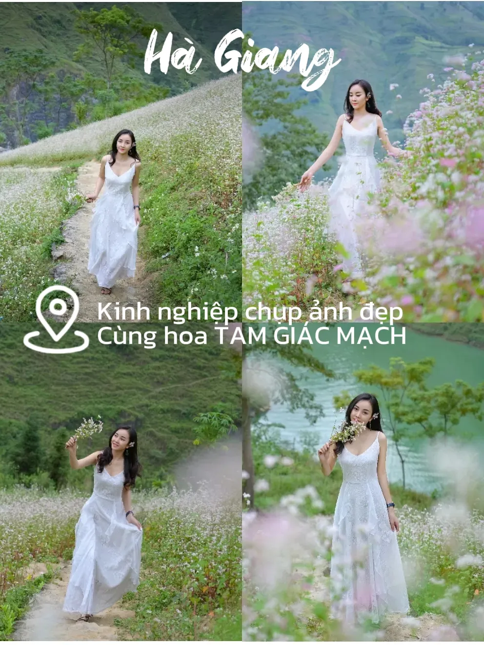 KINH NGHIỆM chụp ảnh đẹp cùng hoa Tam Giác Mạch | Bộ sưu tập do ...