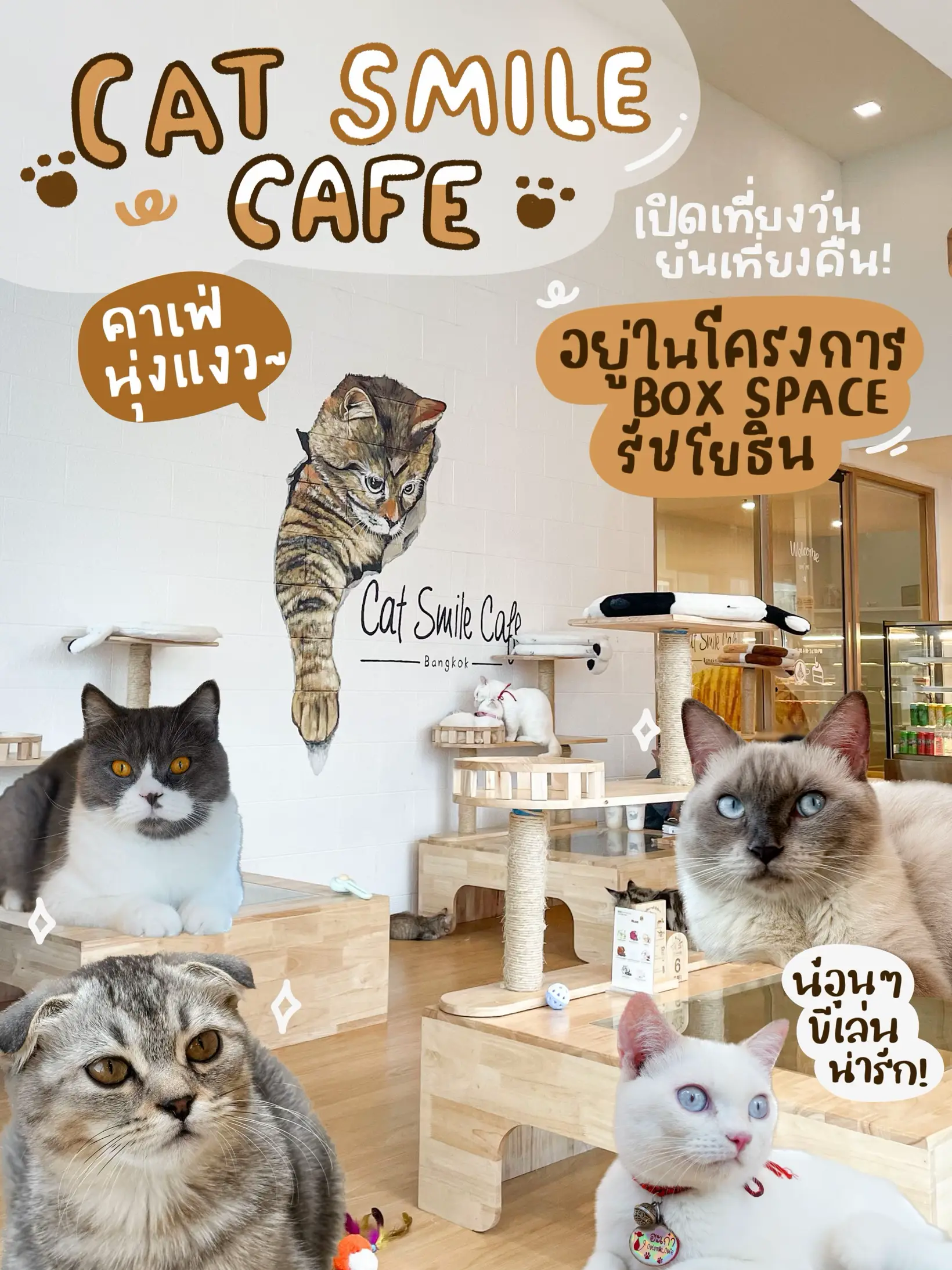 Cat 'n' A Cup Cat Café in Chiang Rai, Thailand: Our Review (2024 Update) -  Catster