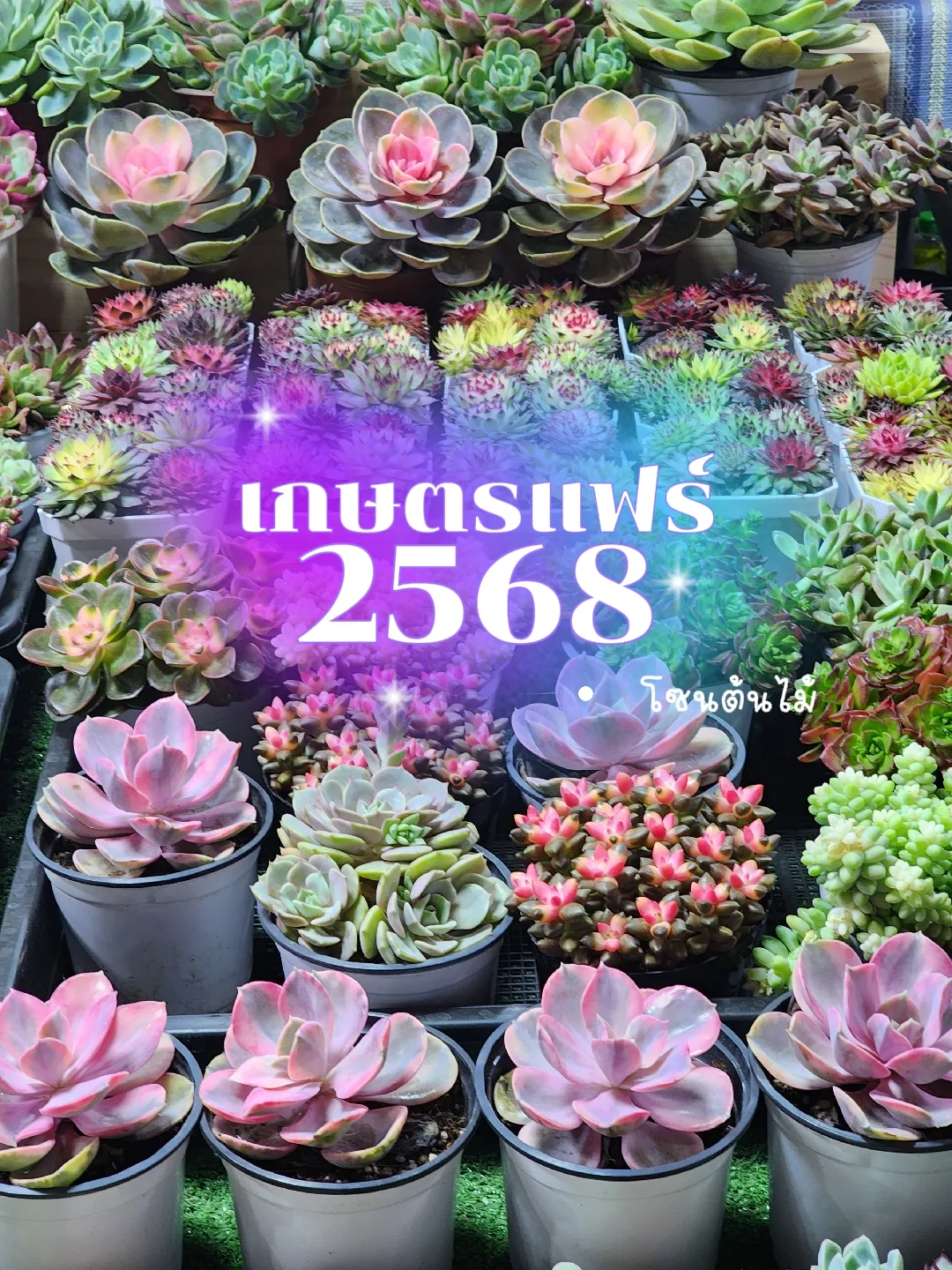 งานเกษตรแฟร์ 2568 เริ่มวันพรุ่งนี้เป็นวันแรกแล้ว ! จัดเต็ม 9 วัน | แกล ...