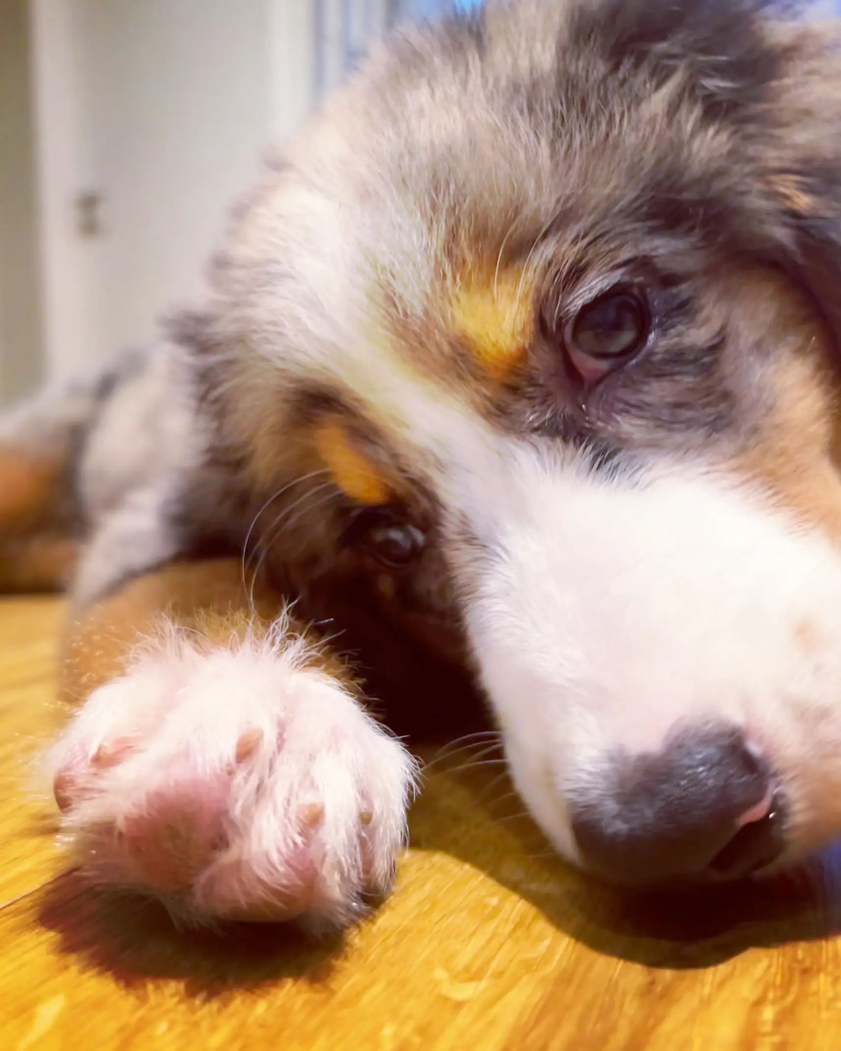 What breed? Aussie shepherd x Bernese mountain | Gallery posted by  Plainvanilladee | Lemon8