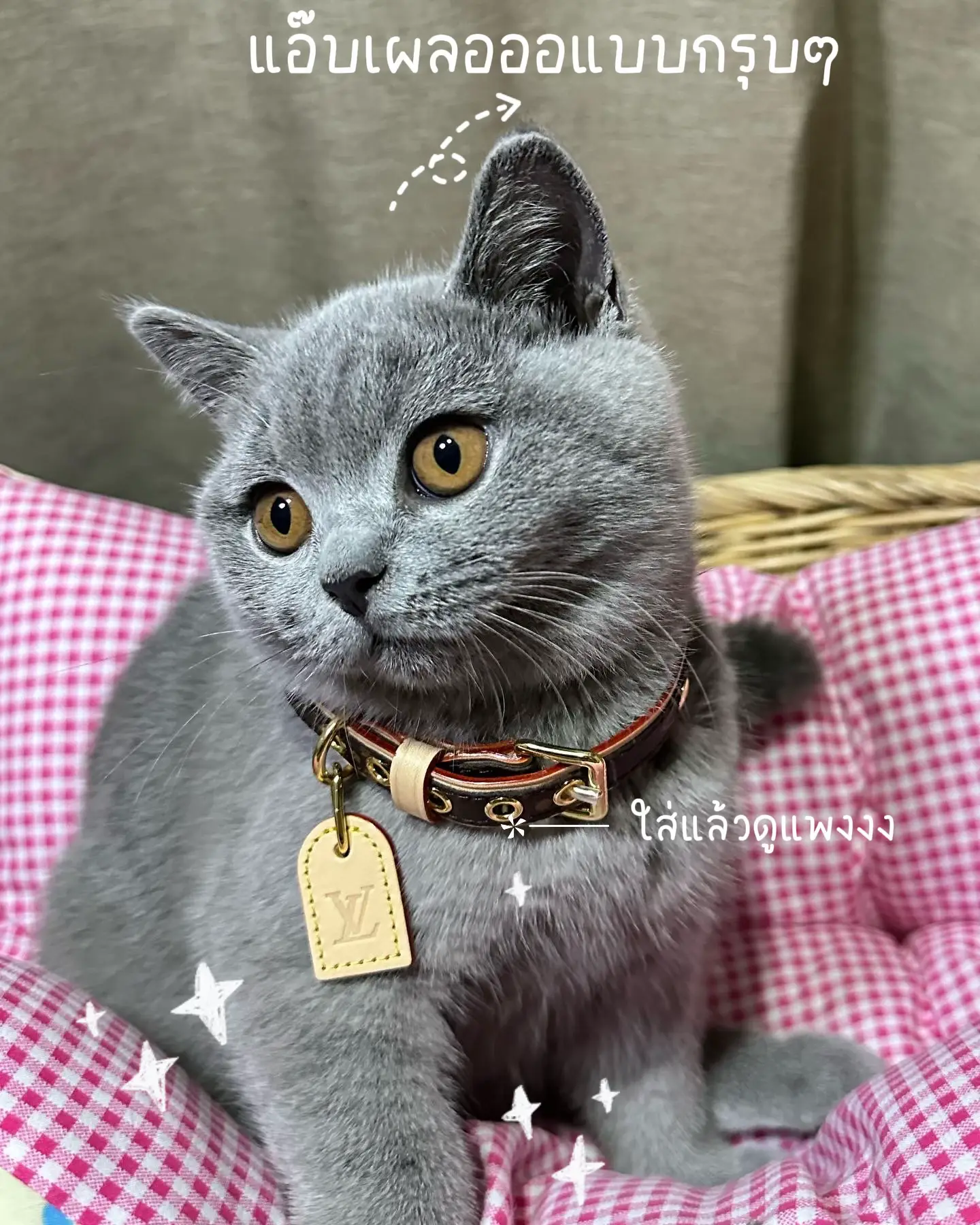 Bought my cat a Louis Vuitton pet collar. #pet #cat #louisvuitton #lux, Louis  Vuitton