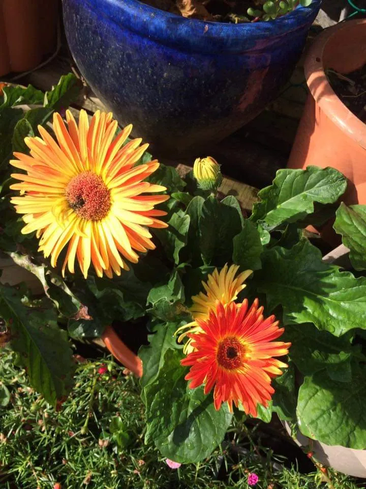 Tips tanam daisy agar sentiasa berbunga Galeri disiarkan oleh kakpen