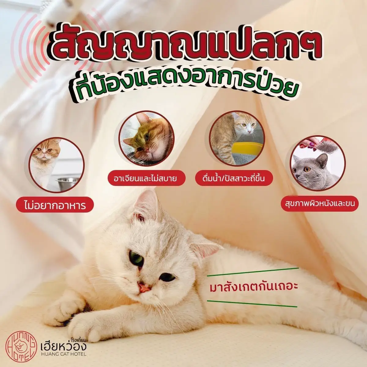 เอาแมวไปฝากโรงแรมแมว แมวไม่ฉี่ไม่อึ - การค้นหาใน Lemon8