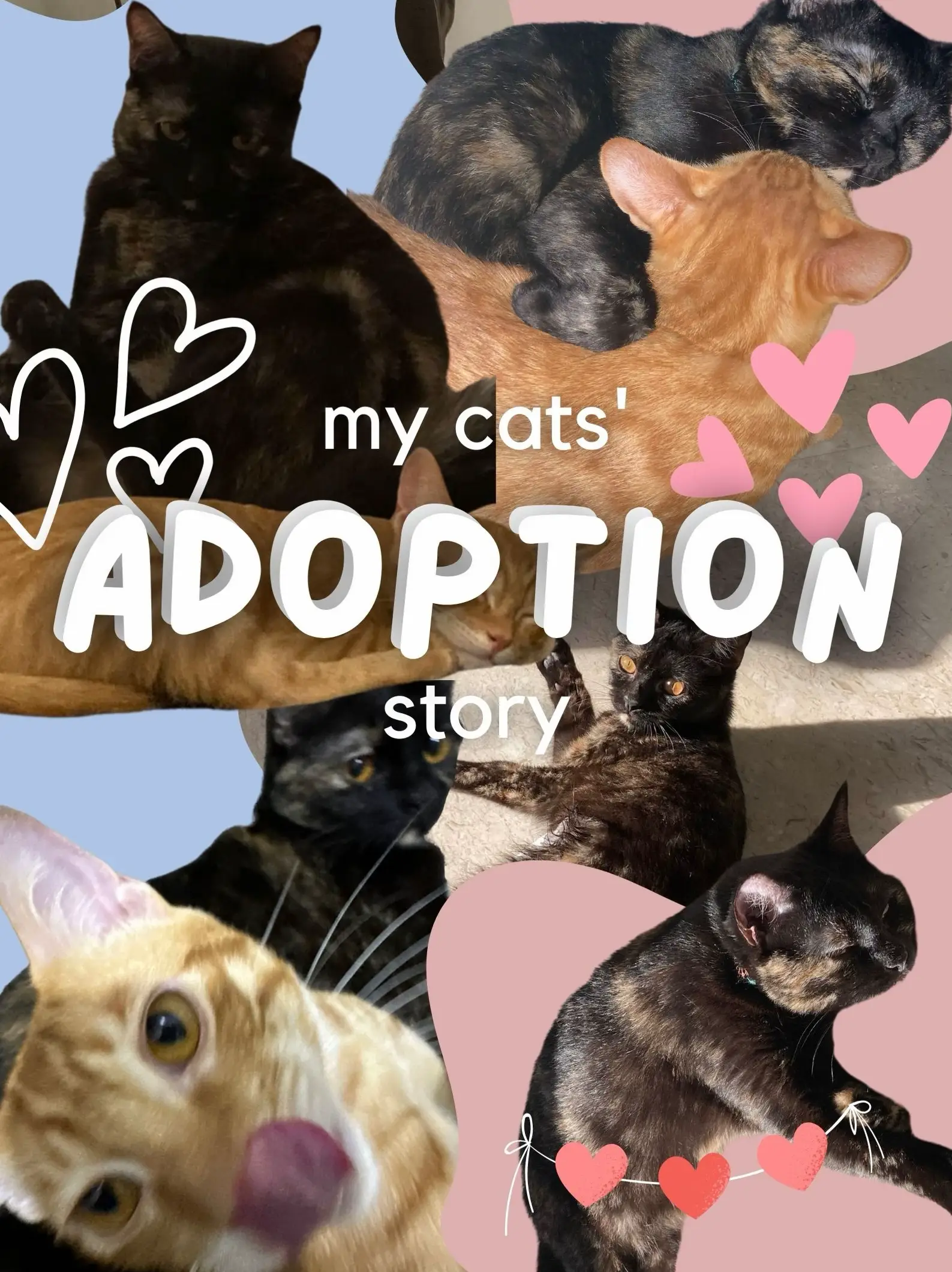 Cat Adoption Gallery