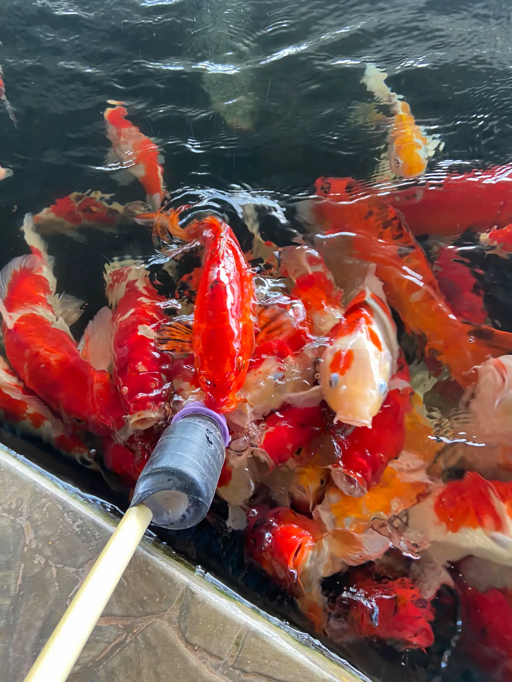 ブラ池 鯉 メダカ 池 露天風呂 遊び場等 - 鹿児島県のその他