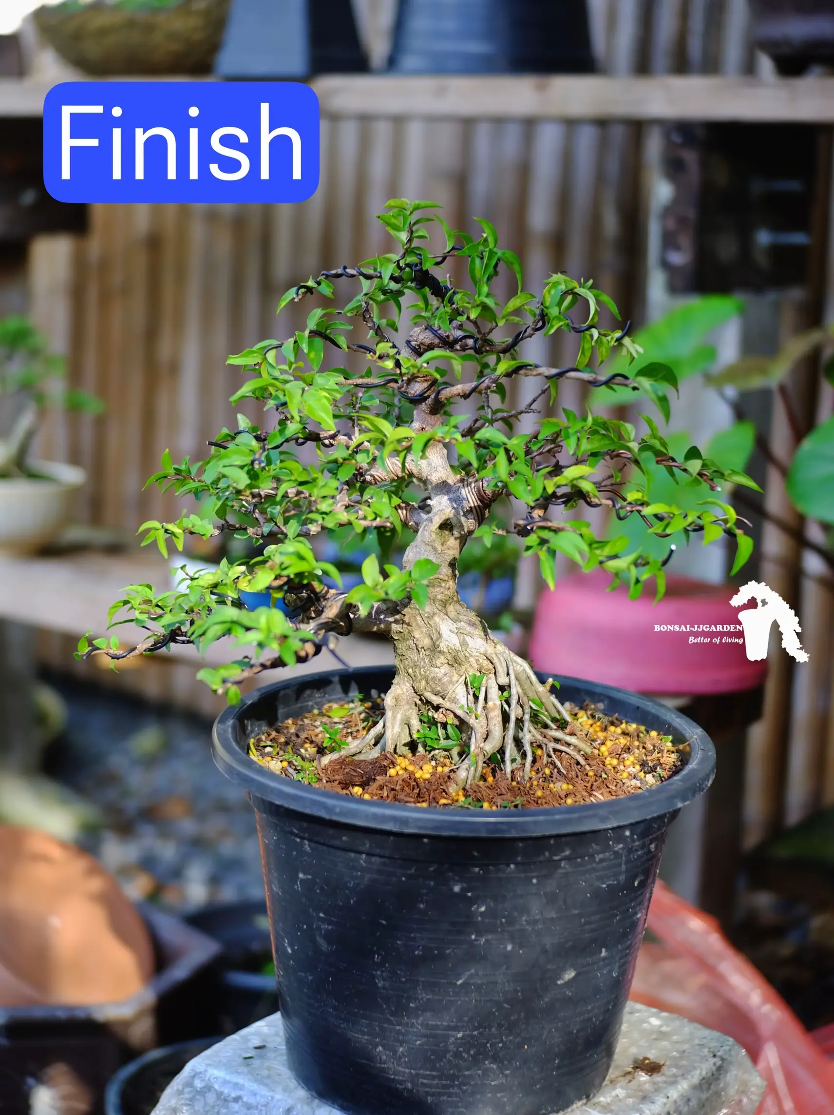 bonsai wire explained