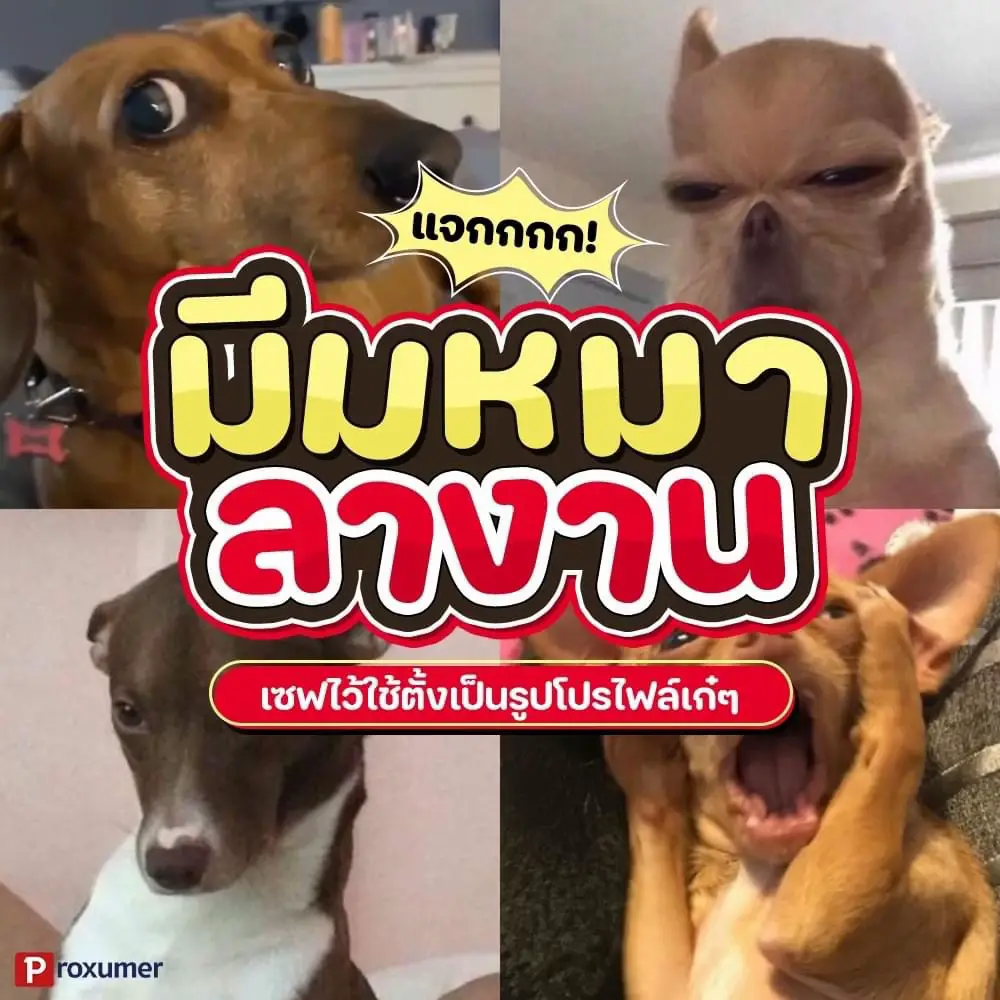 แจกมีมน้องหมา ลางาน🐶 | แกลเลอรีที่โพสต์โดย Proxumer | Lemon8