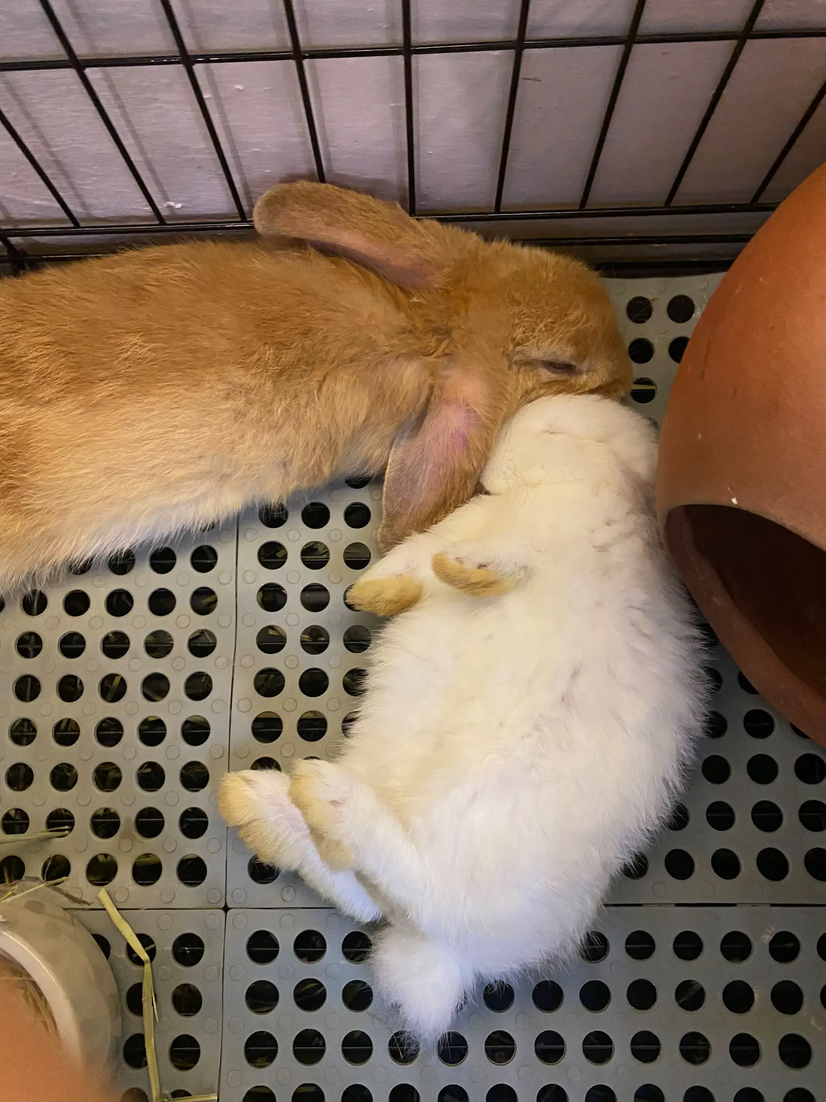 ナナ&ナニ🐰耳が落ちる小さなウサギ。ペット..心を癒す