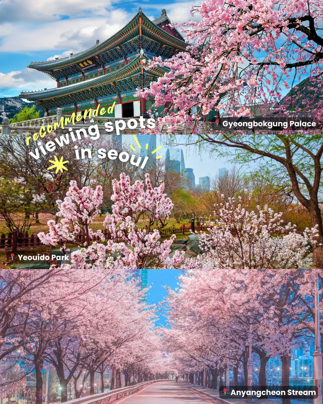 Forget Japan Or Korea If You Want To Catch The Cherry Blossoms