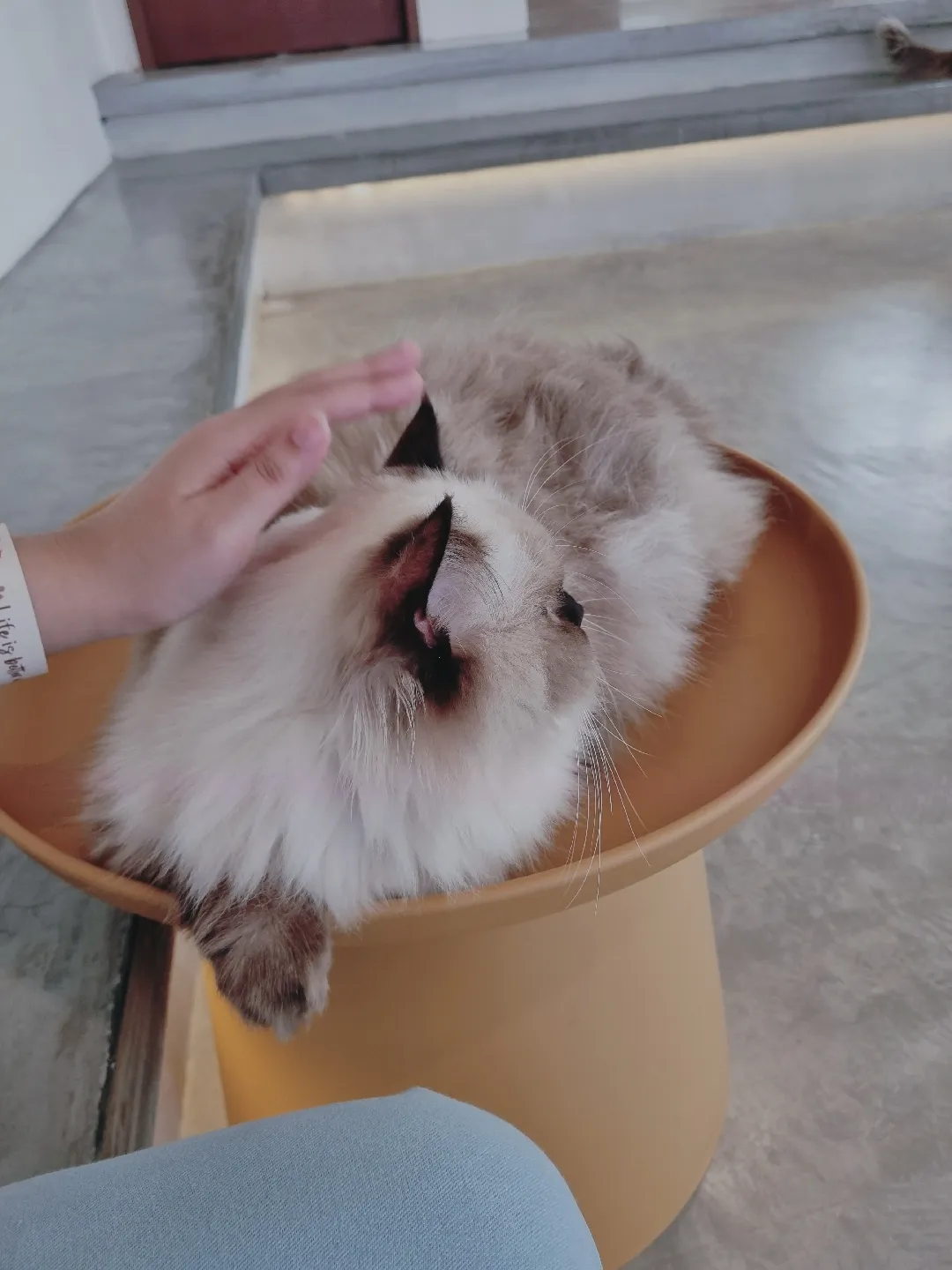 Meomi Cat Cafe - Chill Pet Cafe In Bugis With Fluffy Ragdolls