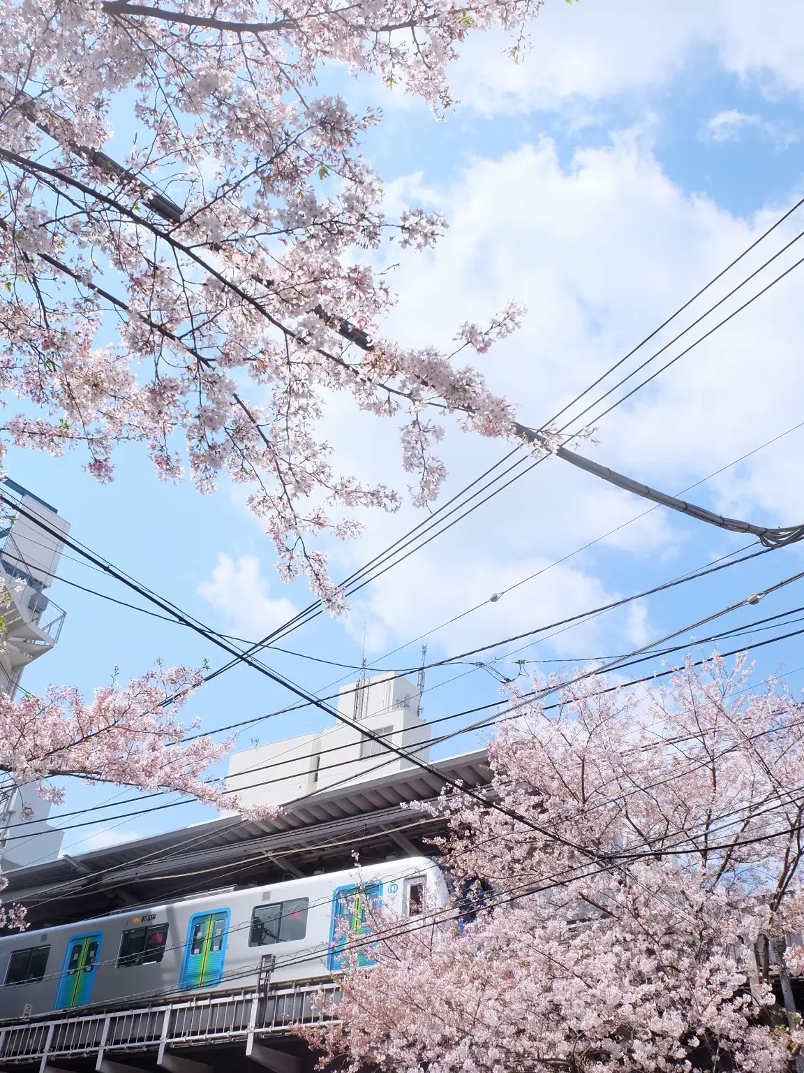 Sakura, Tokyo 🌸. Once was never enough.🗼✈️ | Gallery posted by 