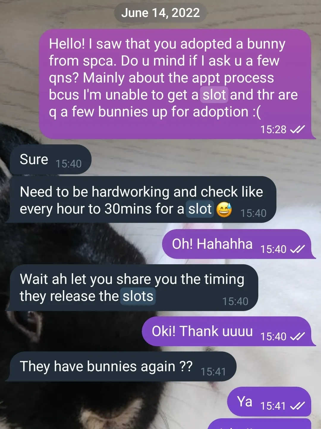 How Much To Adopt A Cat From SPCA Gallery Posted By Hweeshin Lemon8 how-much-to-adopt-a-cat-from-spca-gallery-posted-by-hweeshin-lemon8