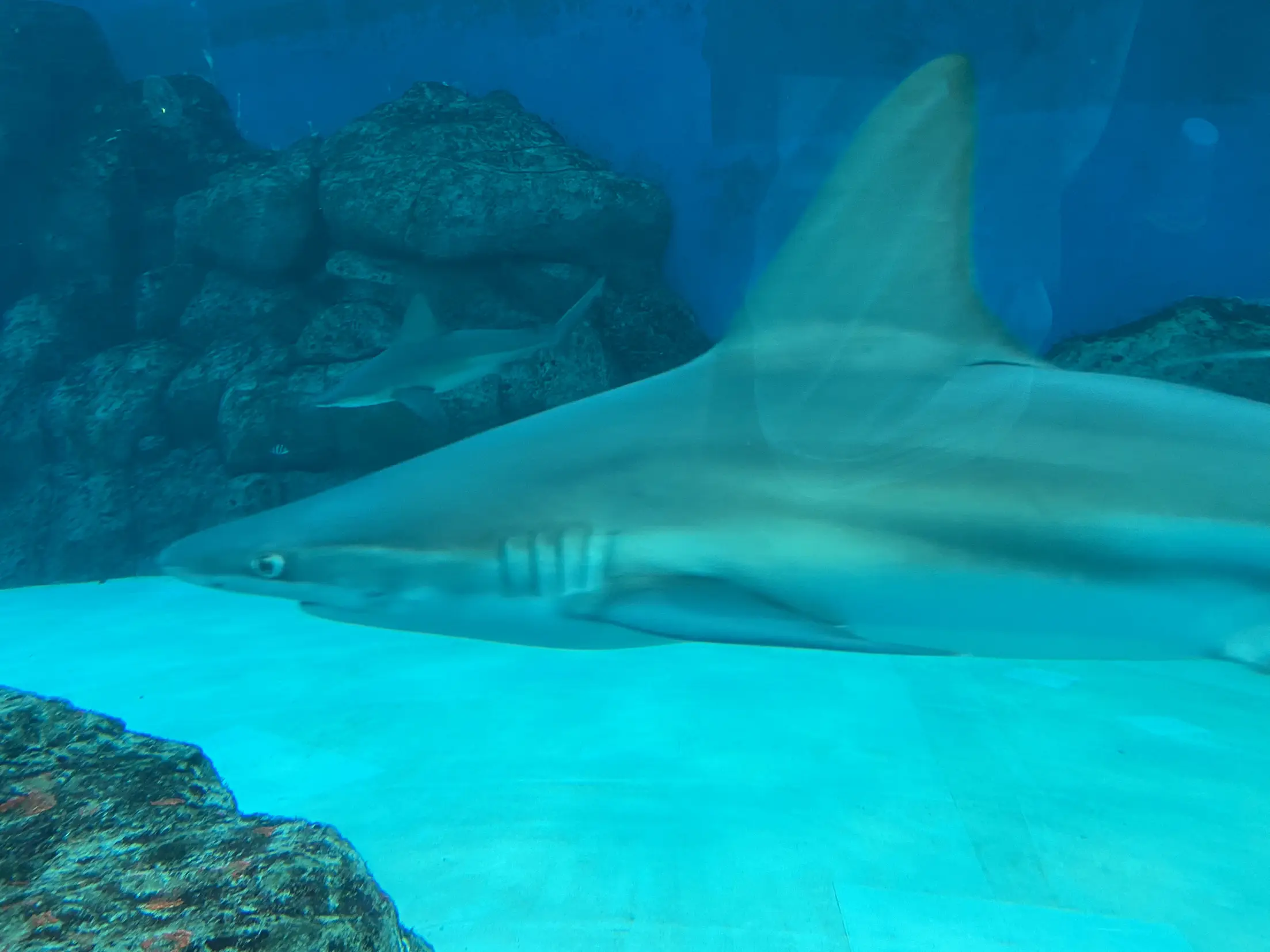 Aquarium 1 100 THB aquarium-1-100-thb
