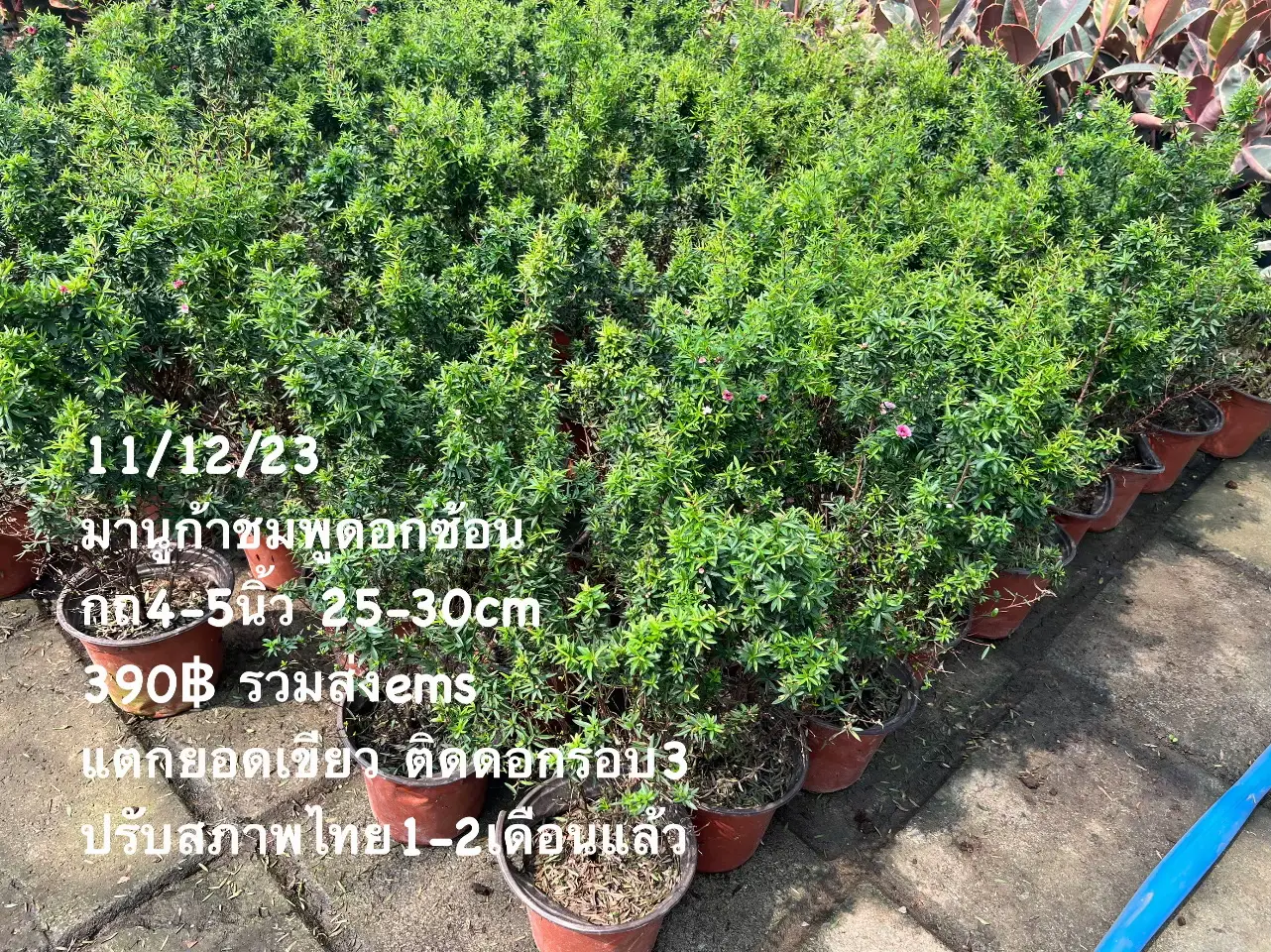 #Manuka tea tree ต้นมานูก้า ดอกสวยมี💥หลายสีในต้นเดียว | แกลเลอรีที่ ...
