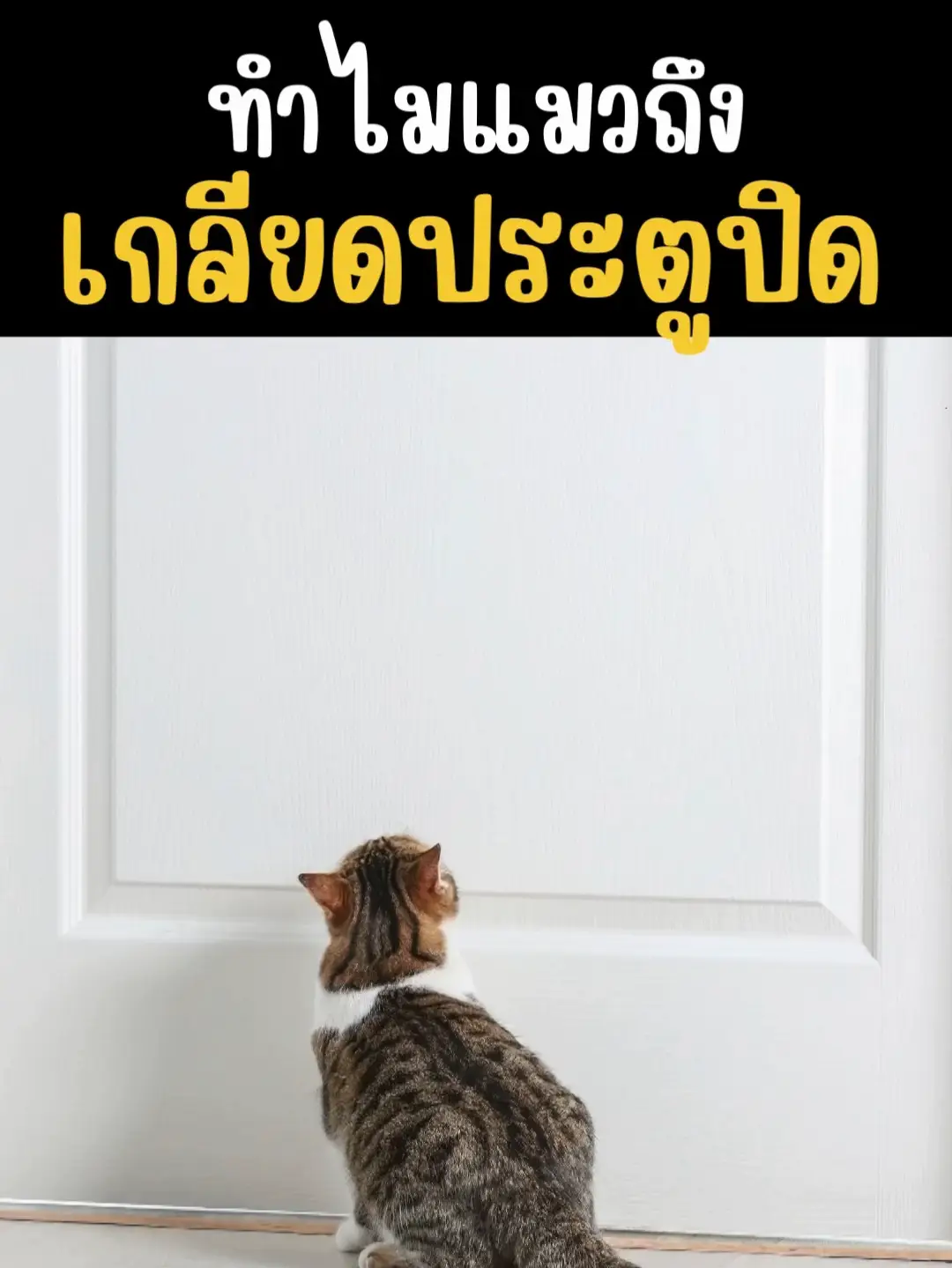 Why do cats hate closed doors? 😾 Video published by Pets Factor Lemon8