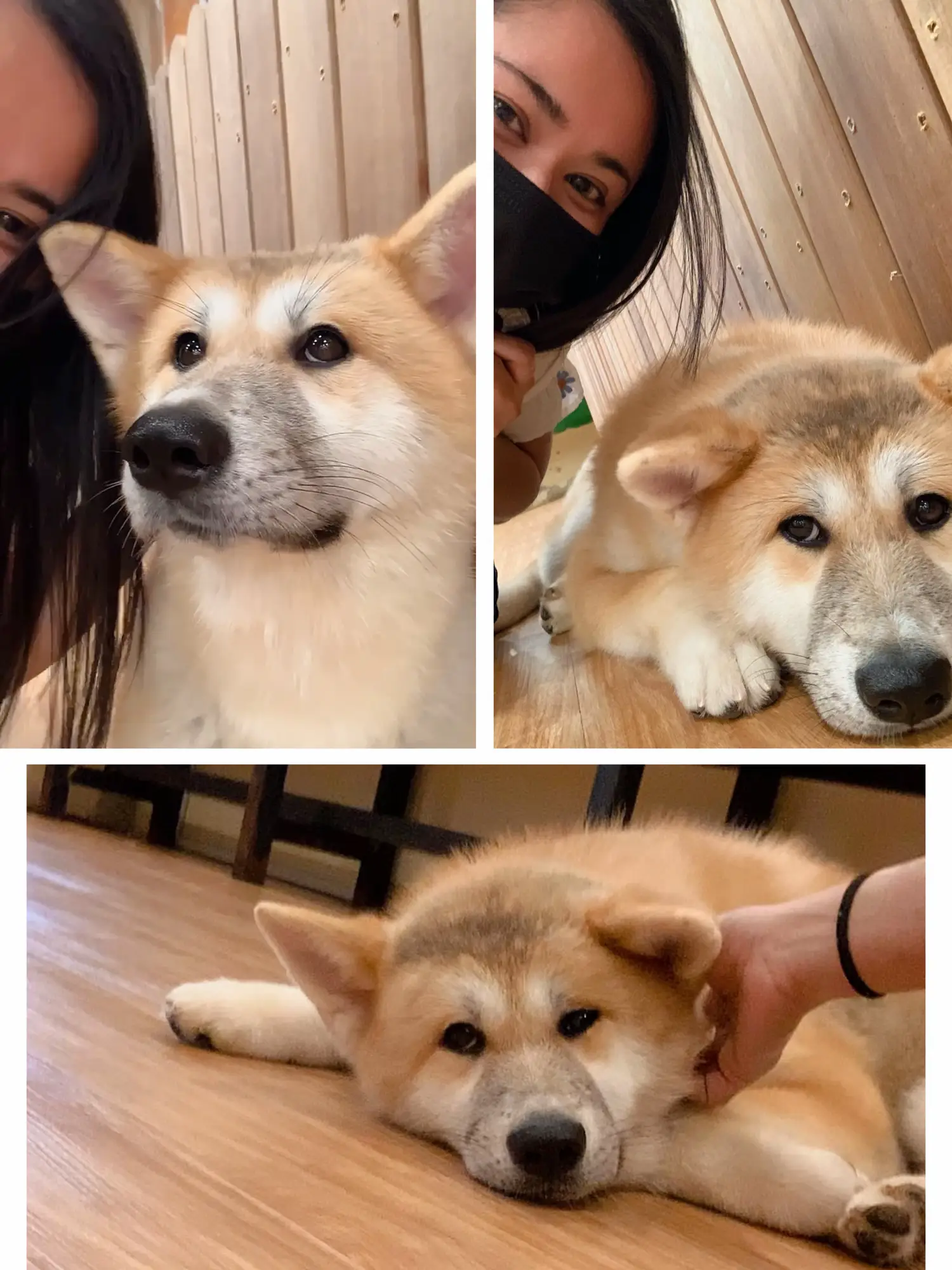 SKIP if you don't want to see cute dogs!! 🐶 | Gallery posted by B.S.V ...