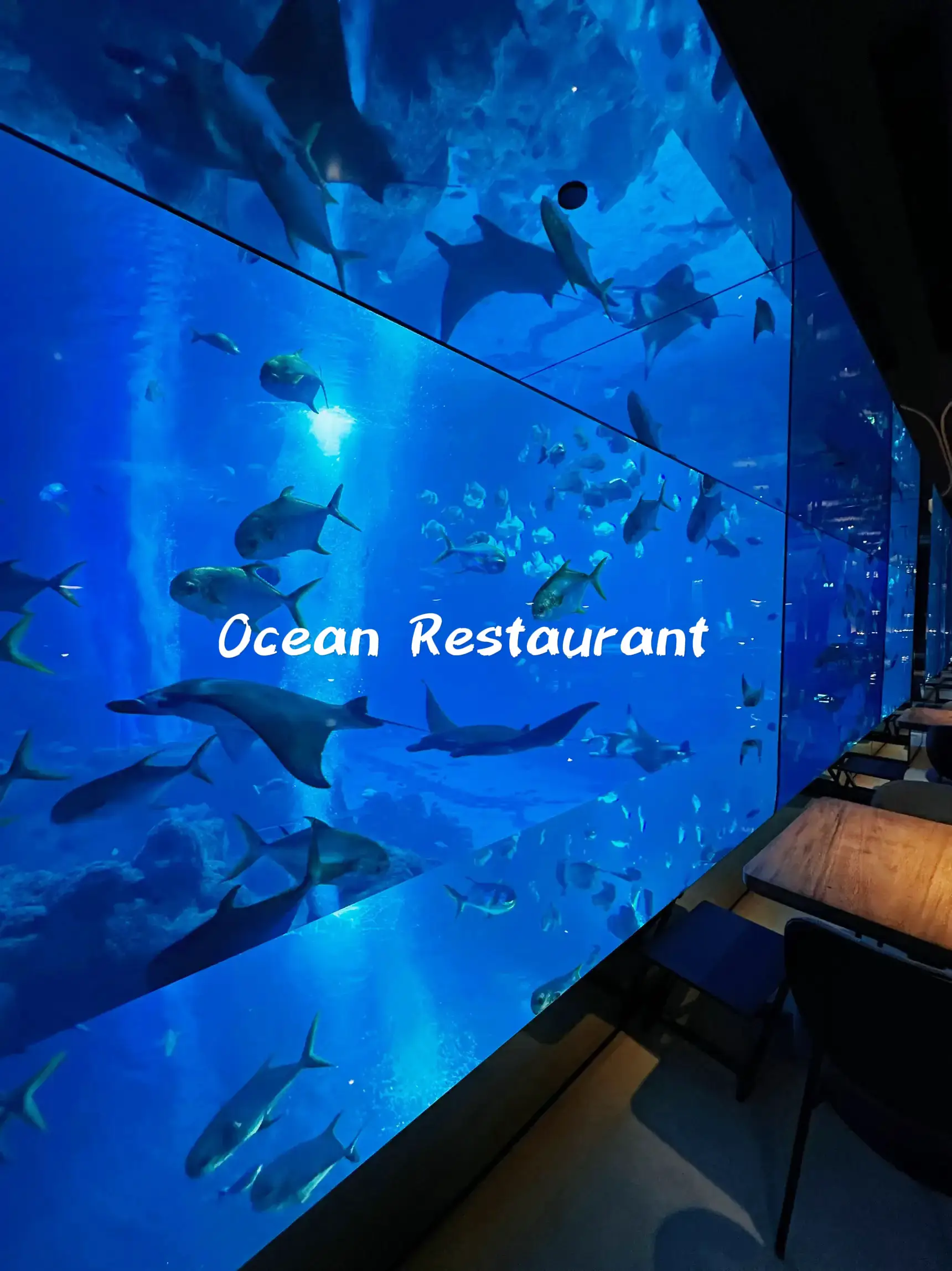 Restaurant with the best view 🐠's images