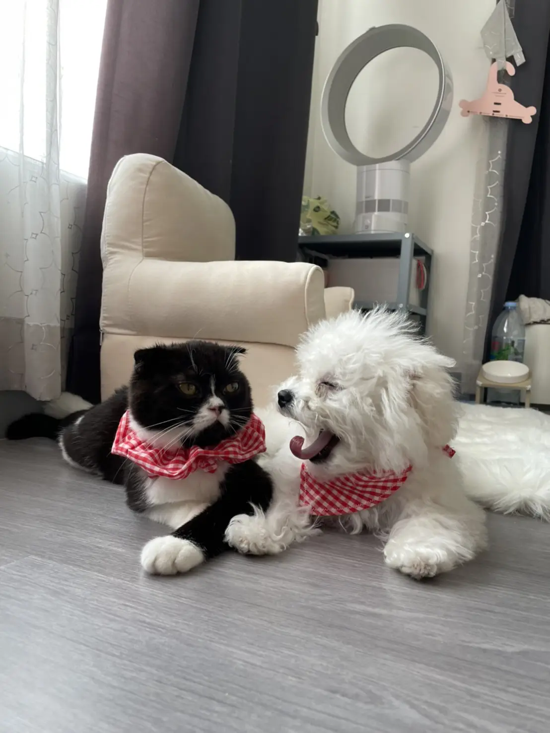 review-of-how-do-cats-and-dogs-live-together-gallery-posted-by