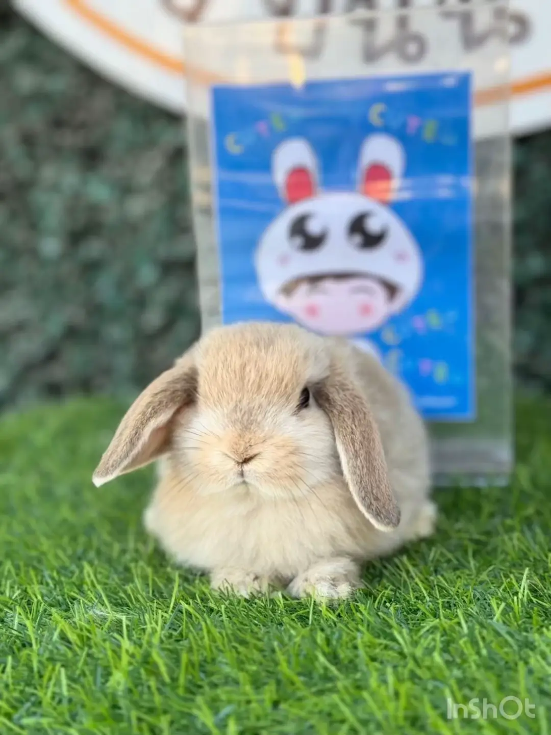 holland-lop-rabbit-breed-video-published-by-jebunnychonburi-lemon8