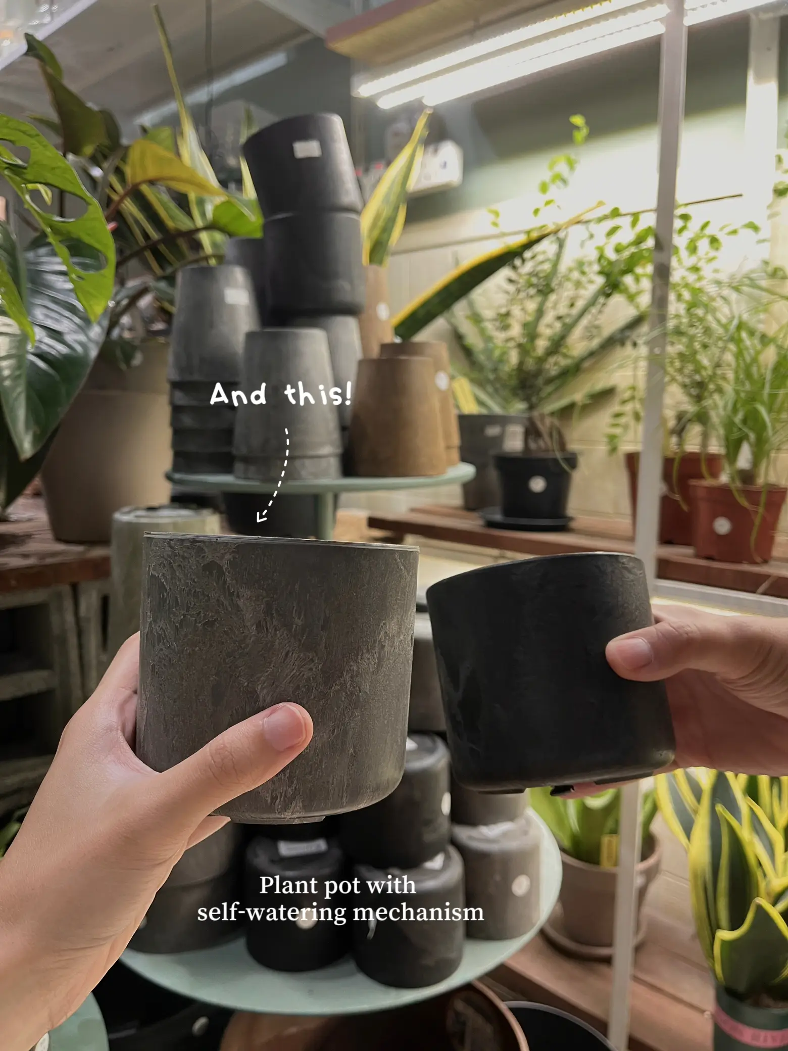 🇲🇾 DO YOU KNOW YOU CAN BRING PLANTS FROM JB TO SG? Gallery posted by