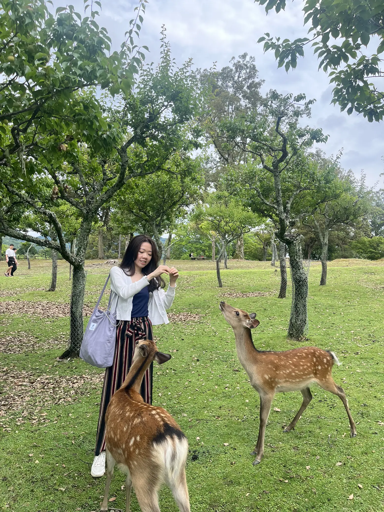 Travel Tips for NARA PARK Getting the best exp Gallery