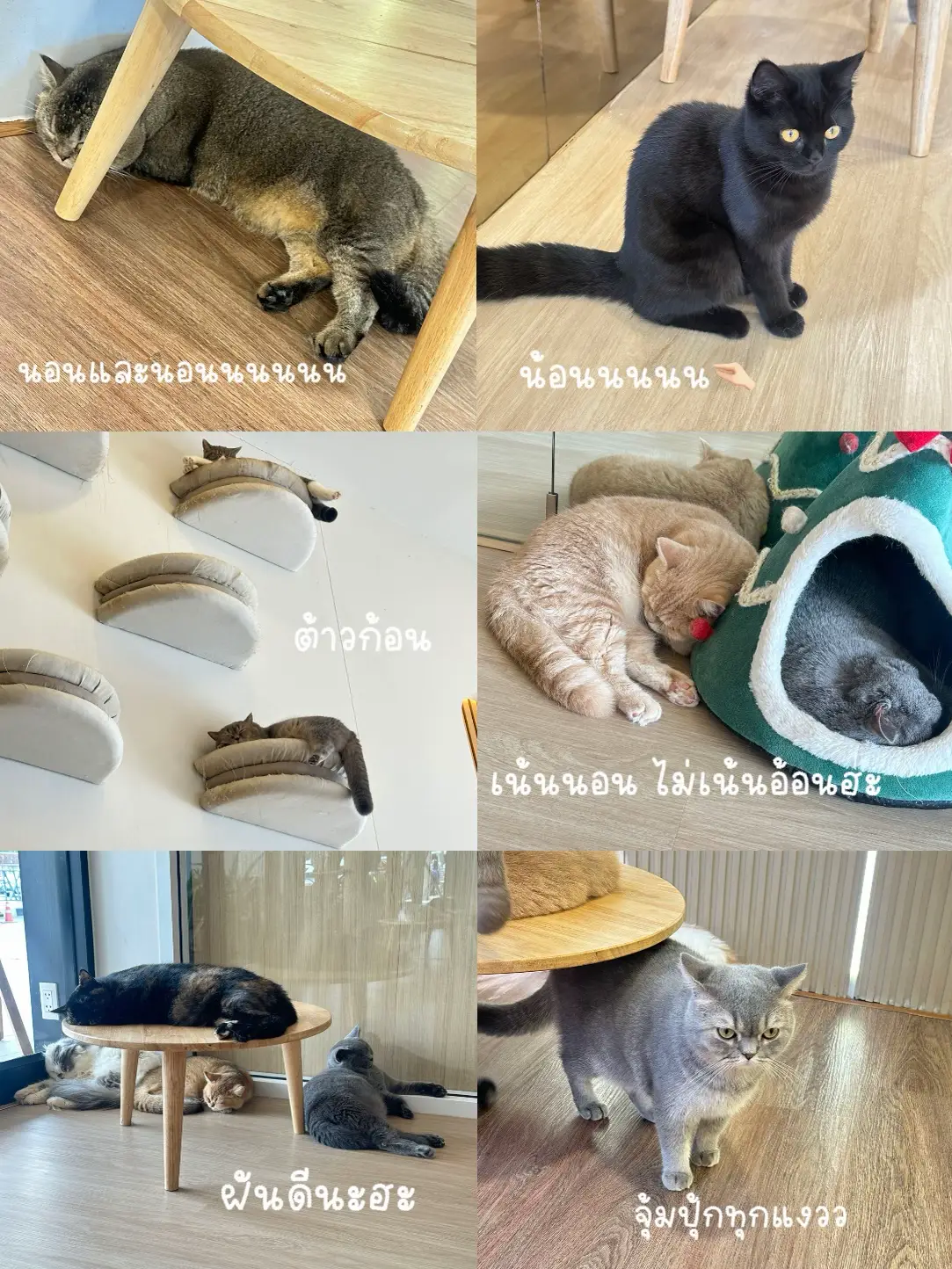 確認ページ♡猫ちゃん4匹♡フェレット10匹 確認ページ♡猫ちゃん4匹♡フェレット10匹 【公式通販】