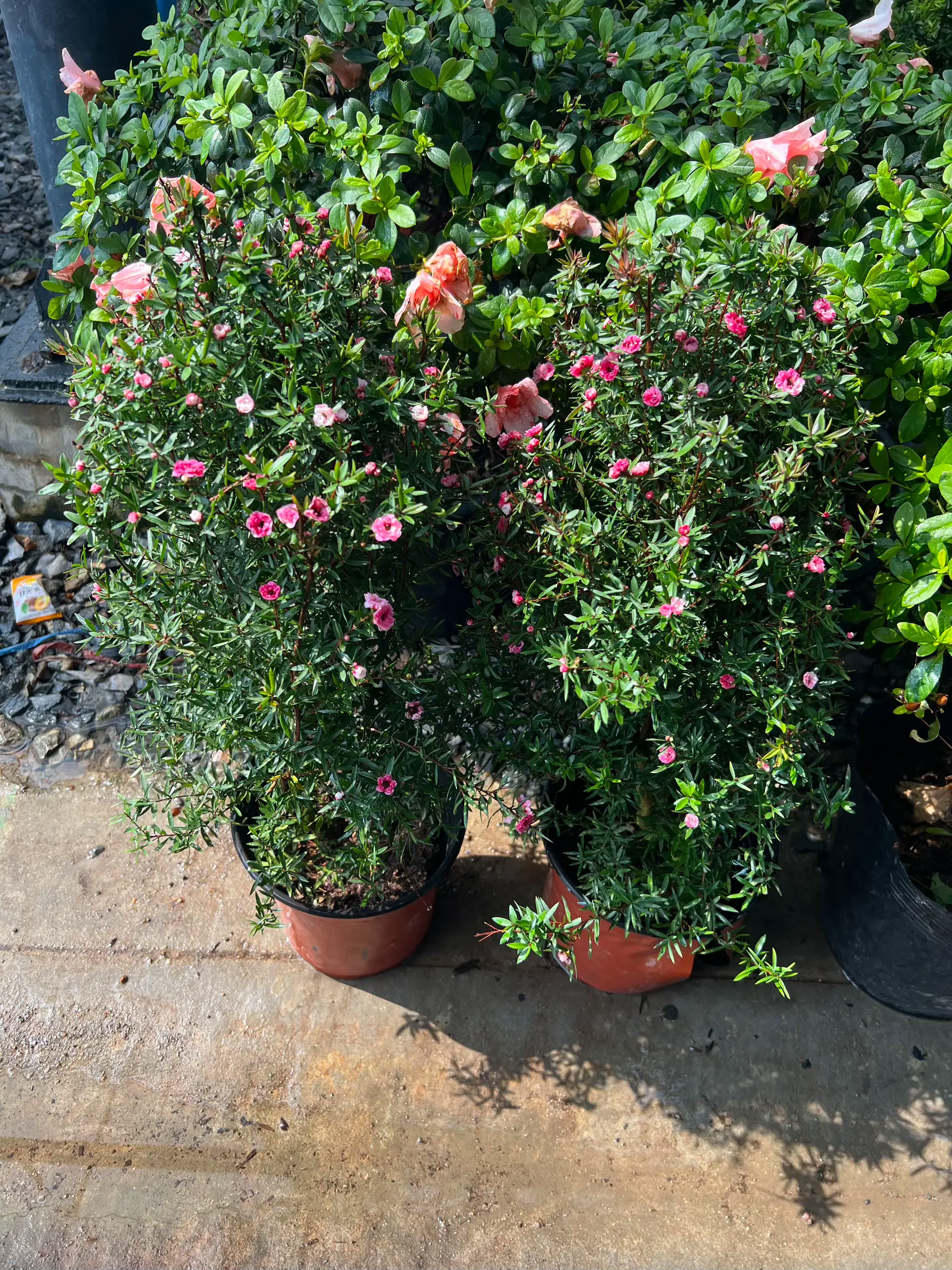 #Manuka tea tree ต้นมานูก้า ดอกสวยมี💥หลายสีในต้นเดียว | แกลเลอรีที่ ...