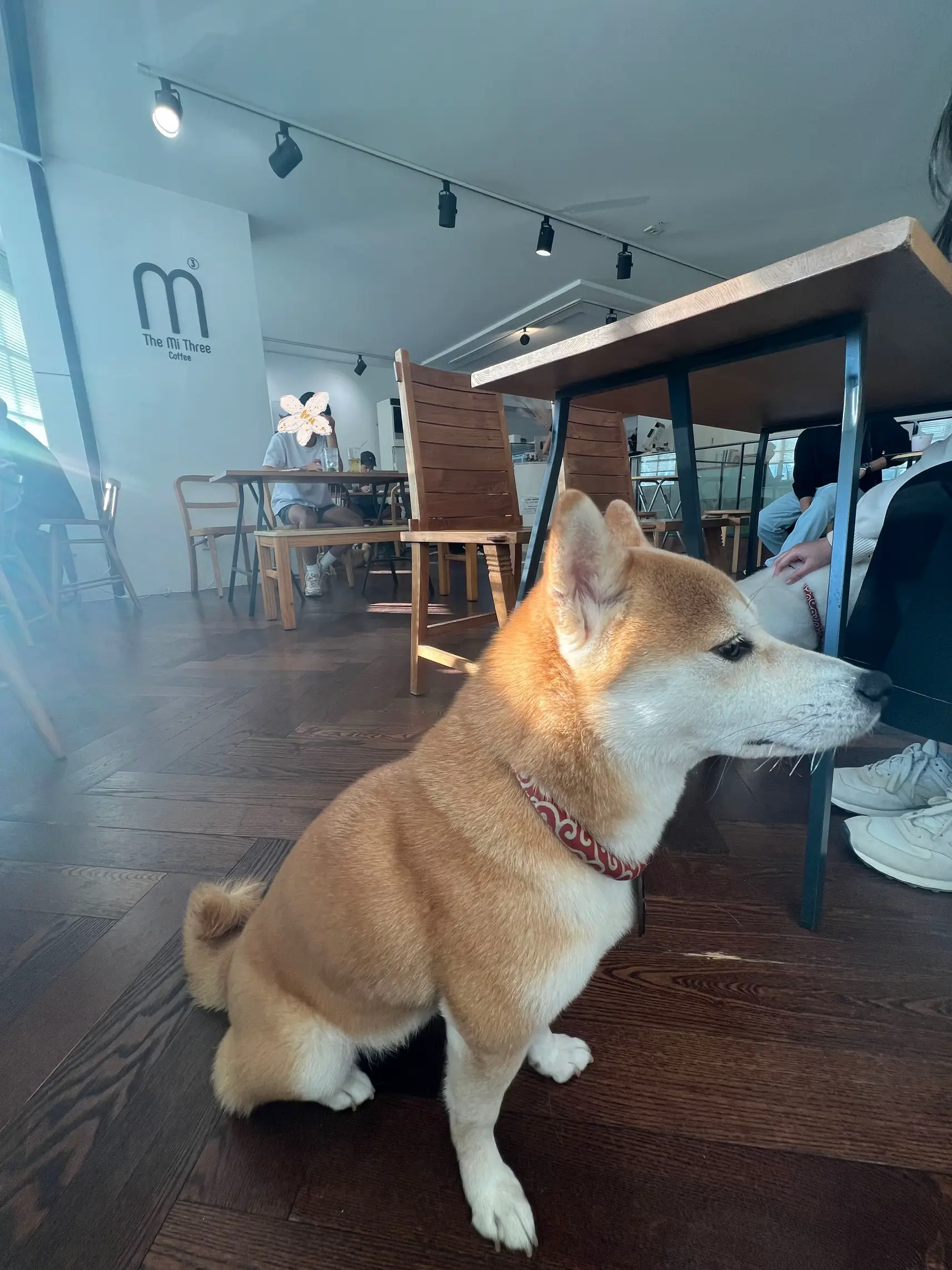 Korean shiba orders inu